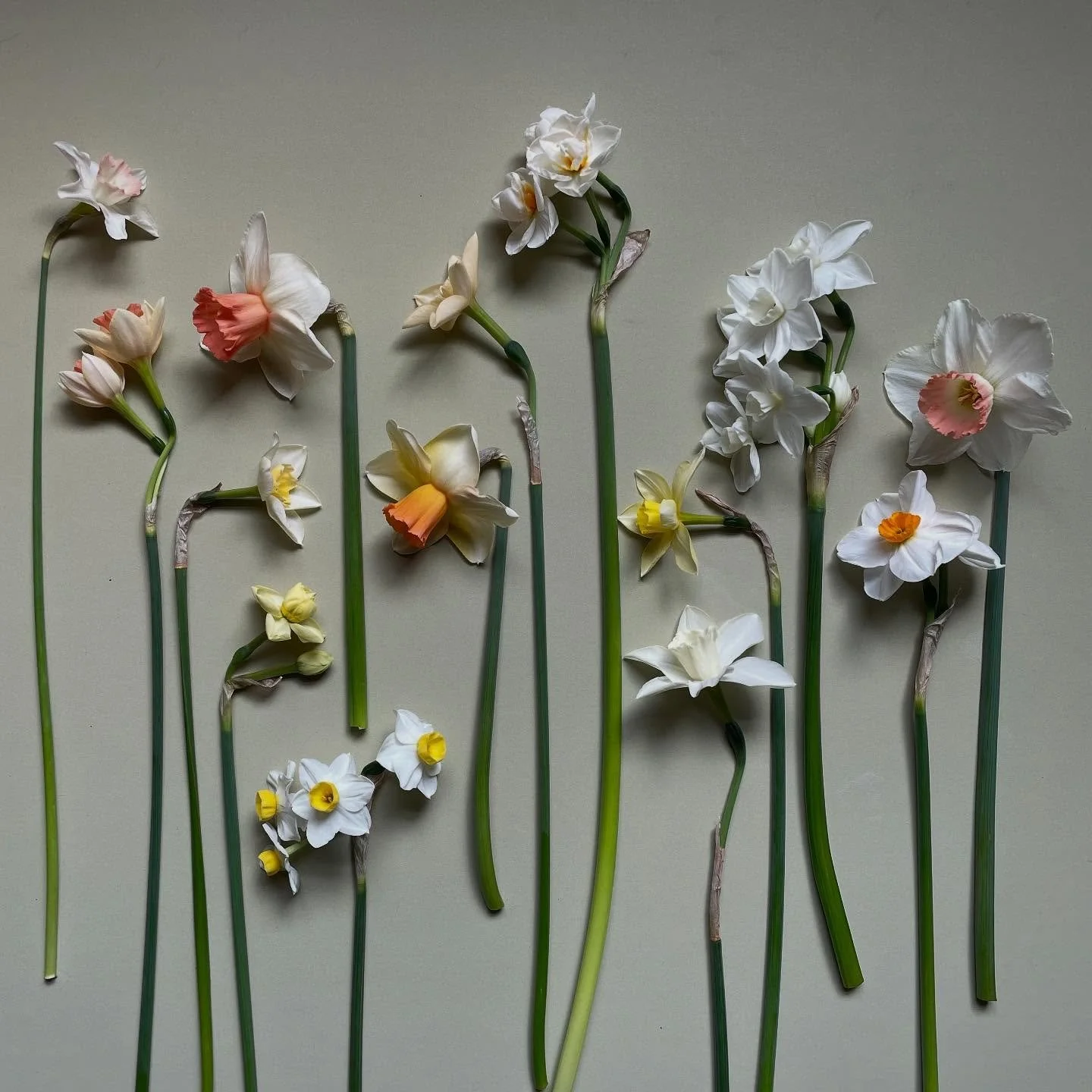 Narcissi / Daffodils, whatever you like to call them, are simply one of my favourite spring flowers. There are so many different varieties now, many of which are far from the familiar bright yellow ones that everyone will know. 

Not only are they be