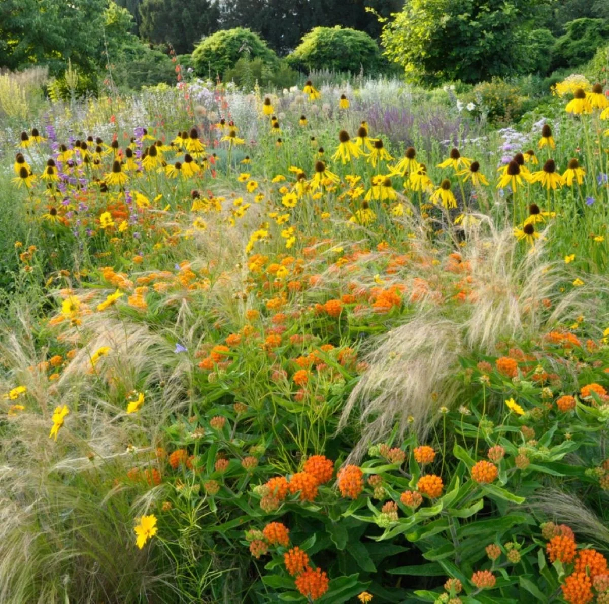 Wildflower Seeds.jpg