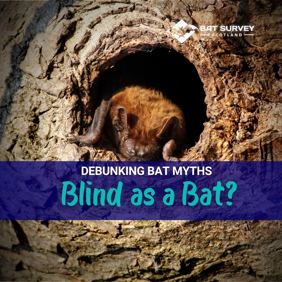 Blind as a bat? debunking bat myths