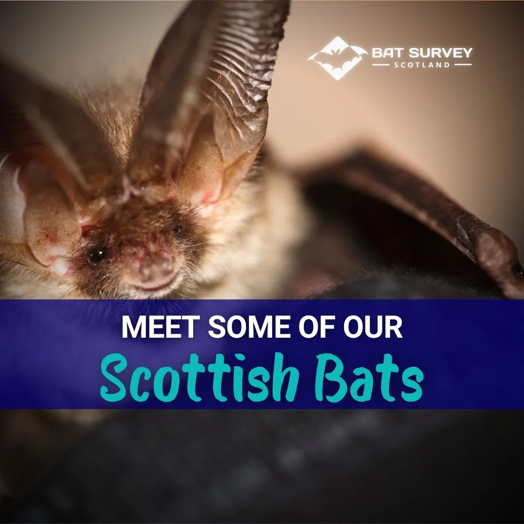 Meet Scottish Bats
