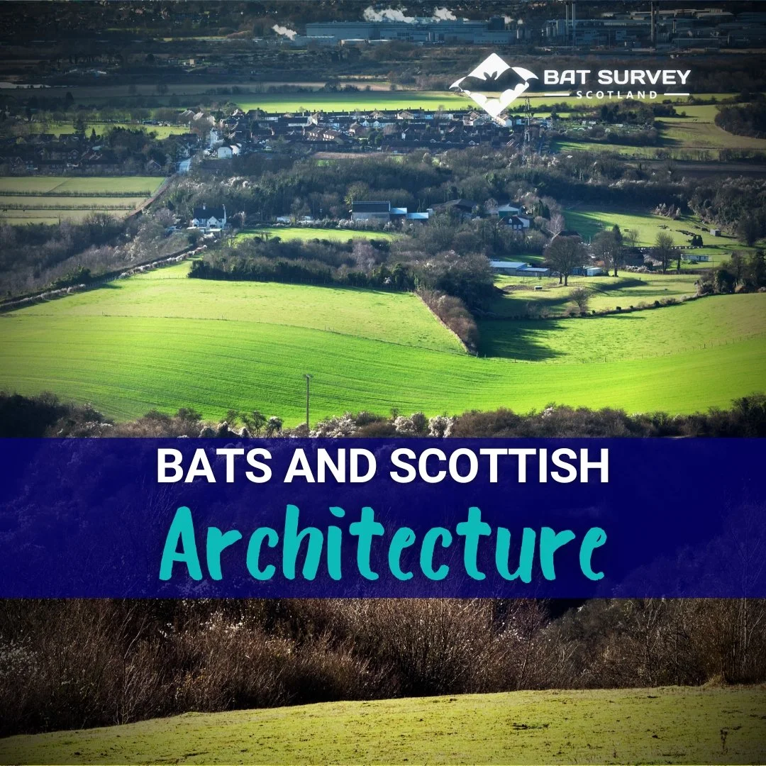 Bats and Scottish Architecture