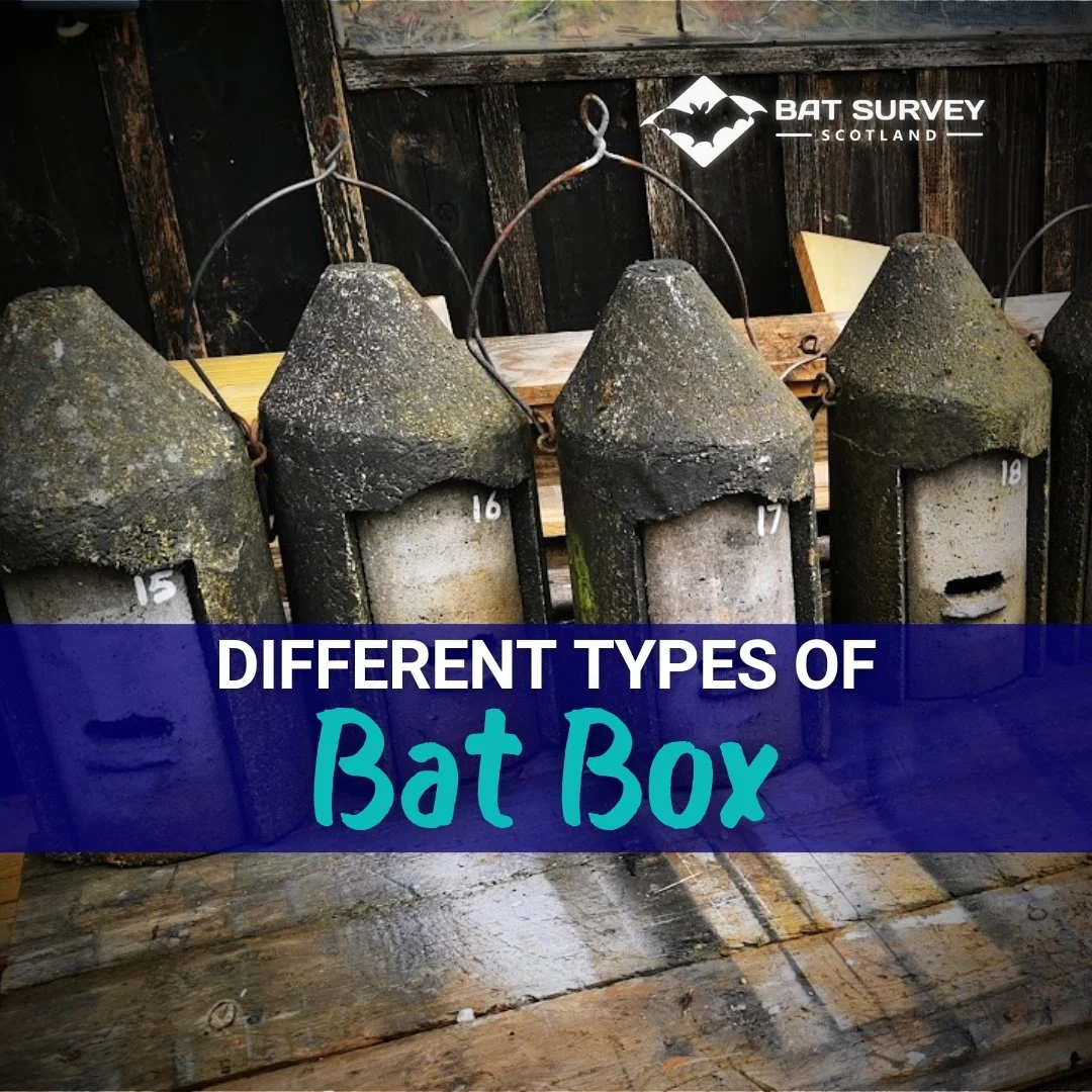 All About Bat Boxes