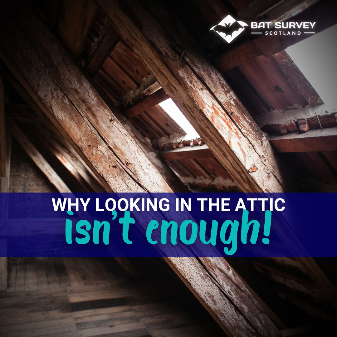 Why Is Looking in Your Attic For Bats Not Enough?