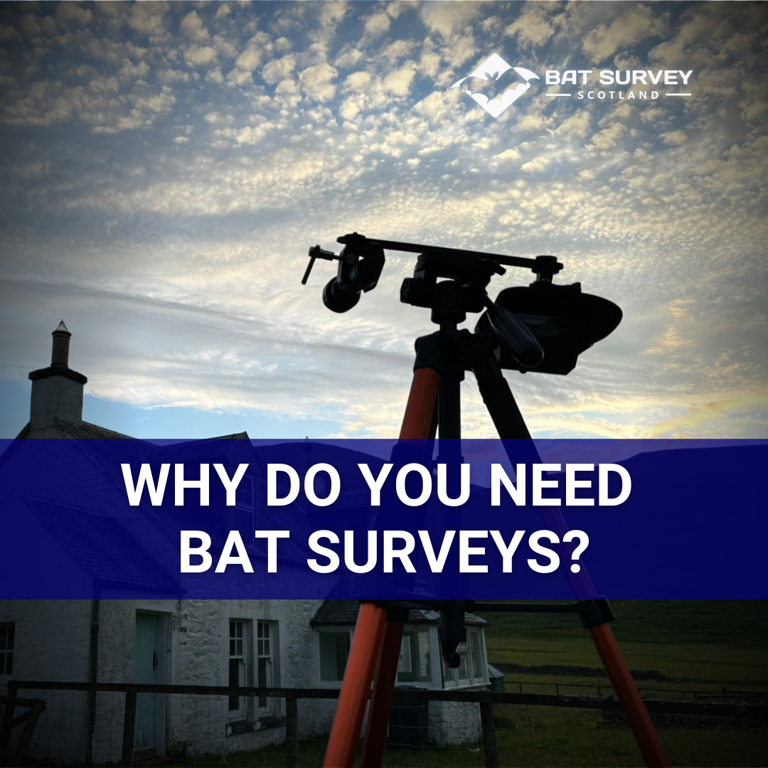 Why Do You Need Bat Surveys?