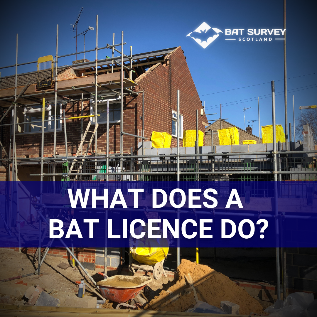 What Does a Bat Licence Do?