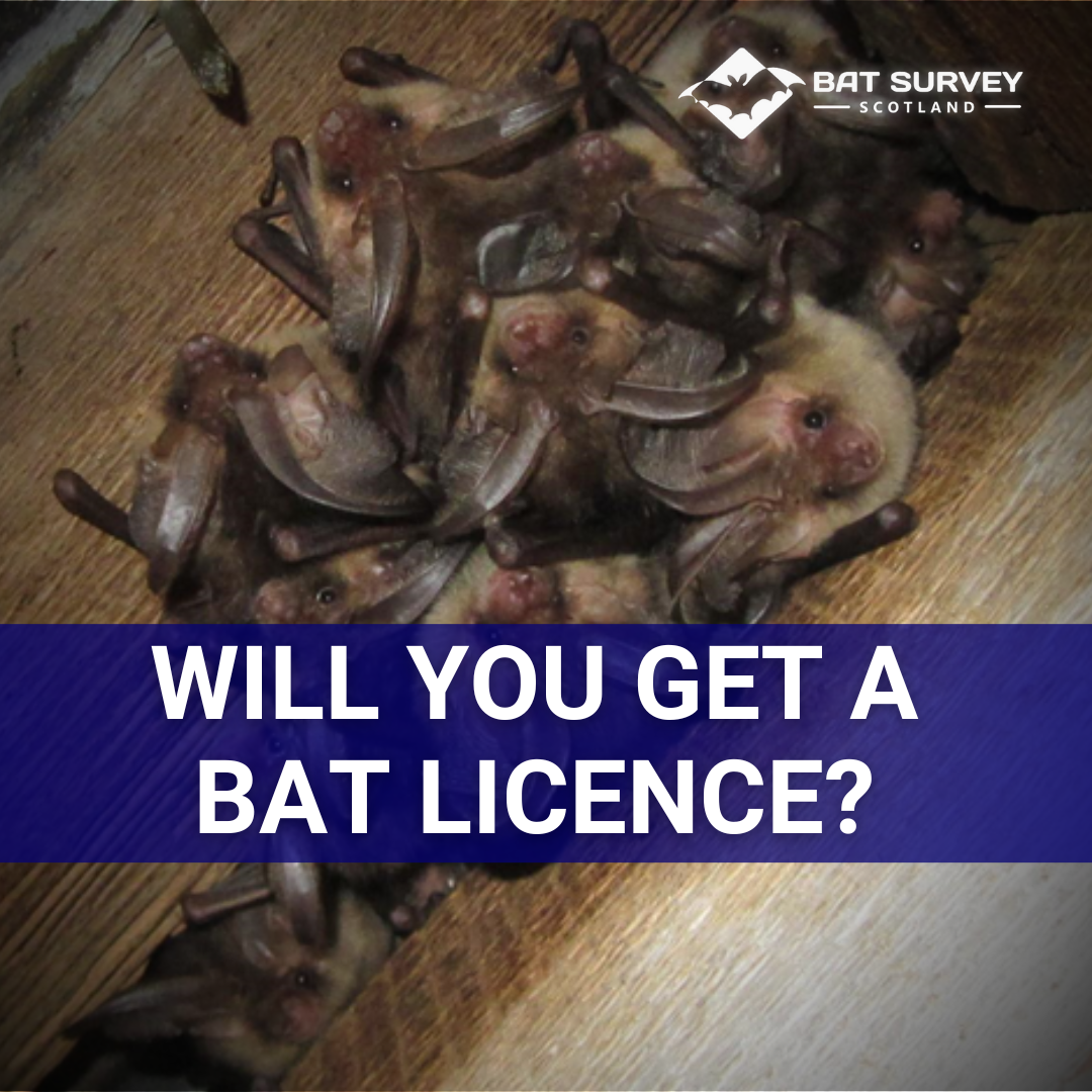 Will You Get a Bat Licence?