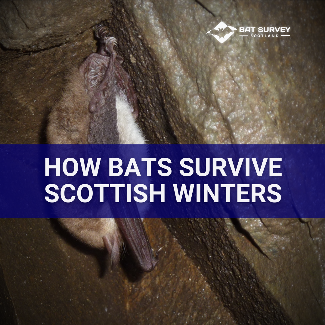 How Bats Survive Scottish Winters