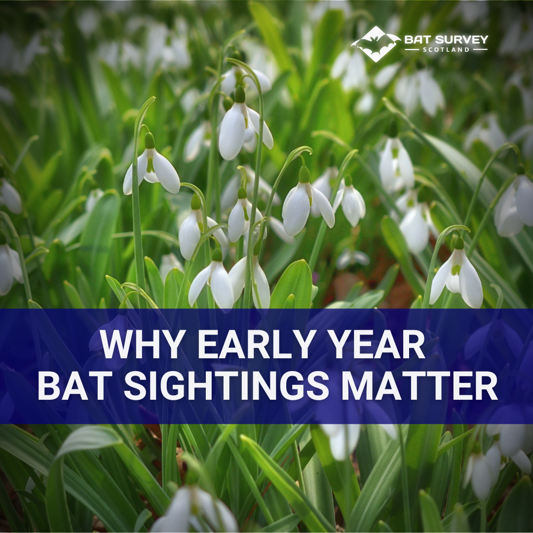 Why Early Year Bat Sightings Matter