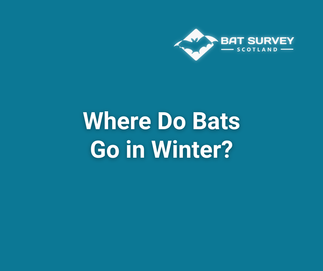Where Do Bats Go in Winter?