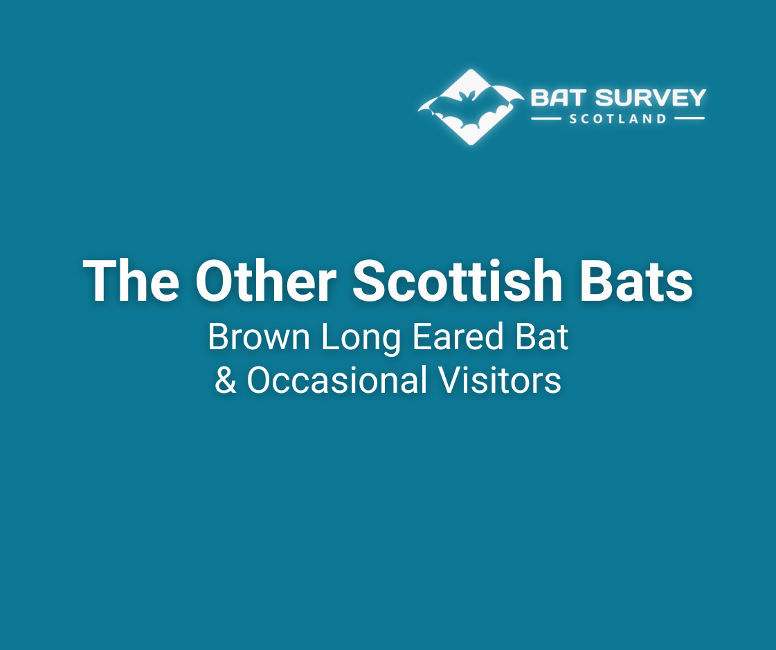The Other Bats in Scotland