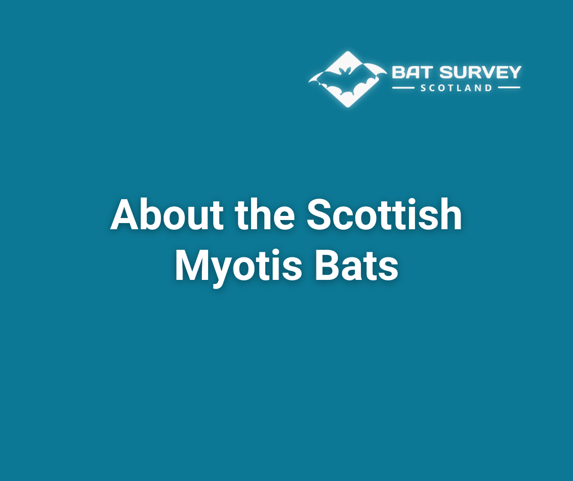 About the Scottish  Myotis Bats
