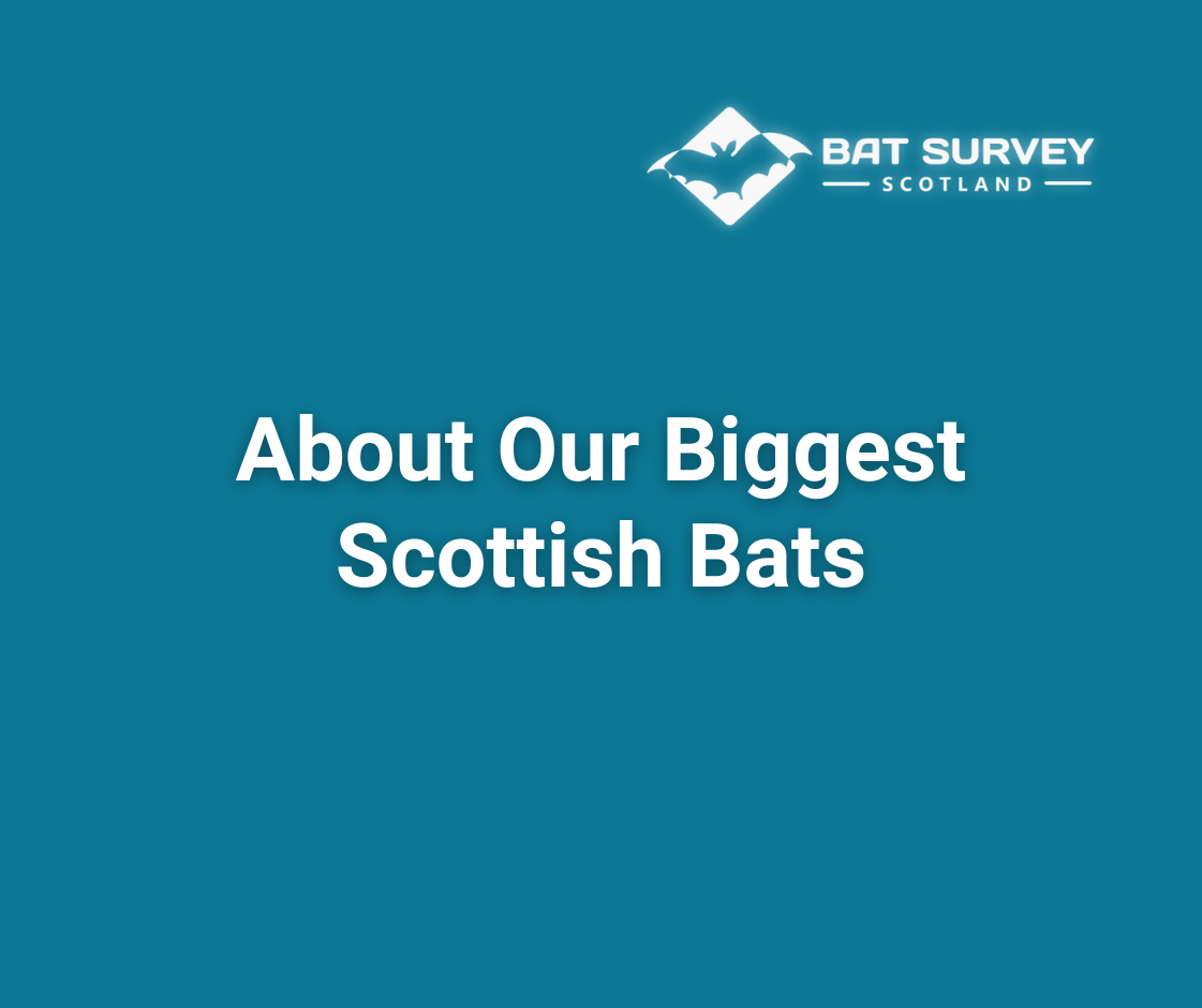 About Our Biggest Bats