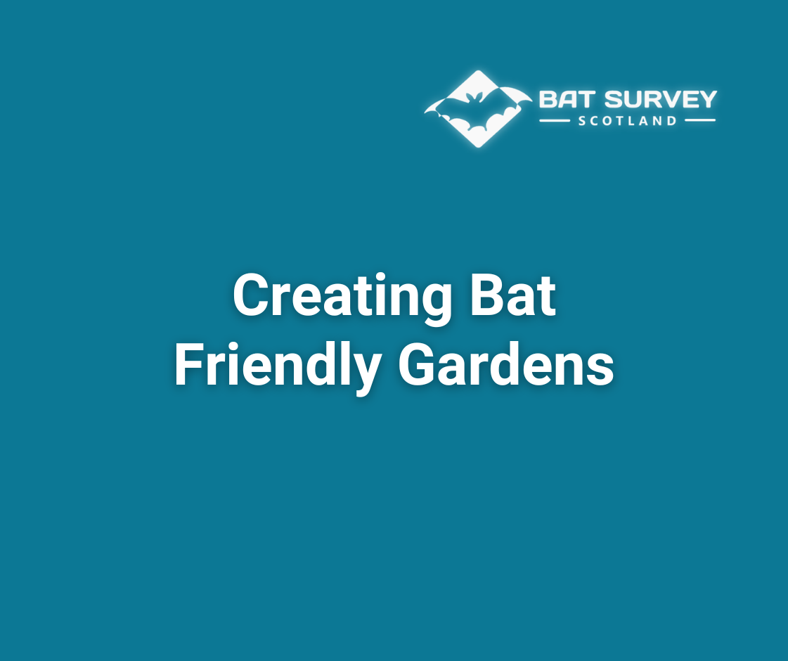 Creating Bat Friendly Gardens
