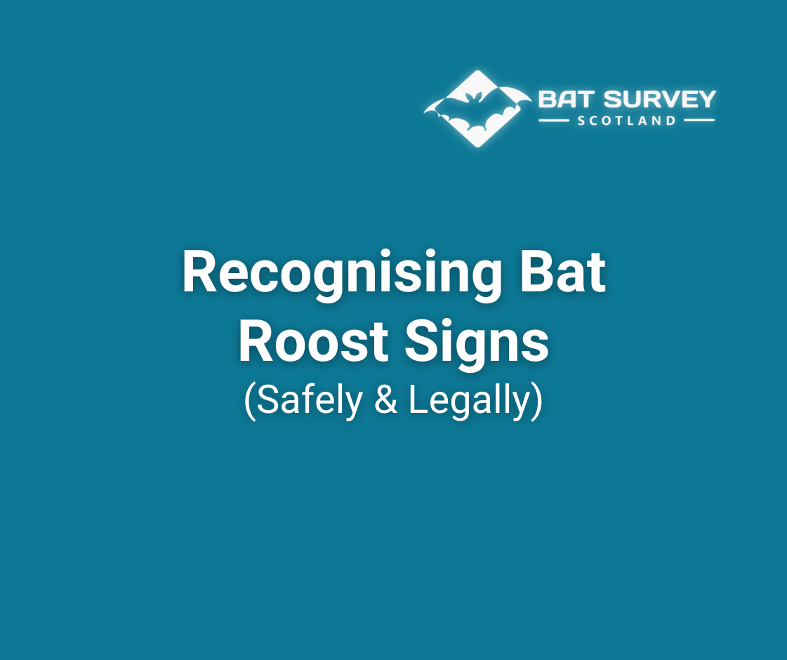 Recognising Bat Roost Signs (Safely and Legally)