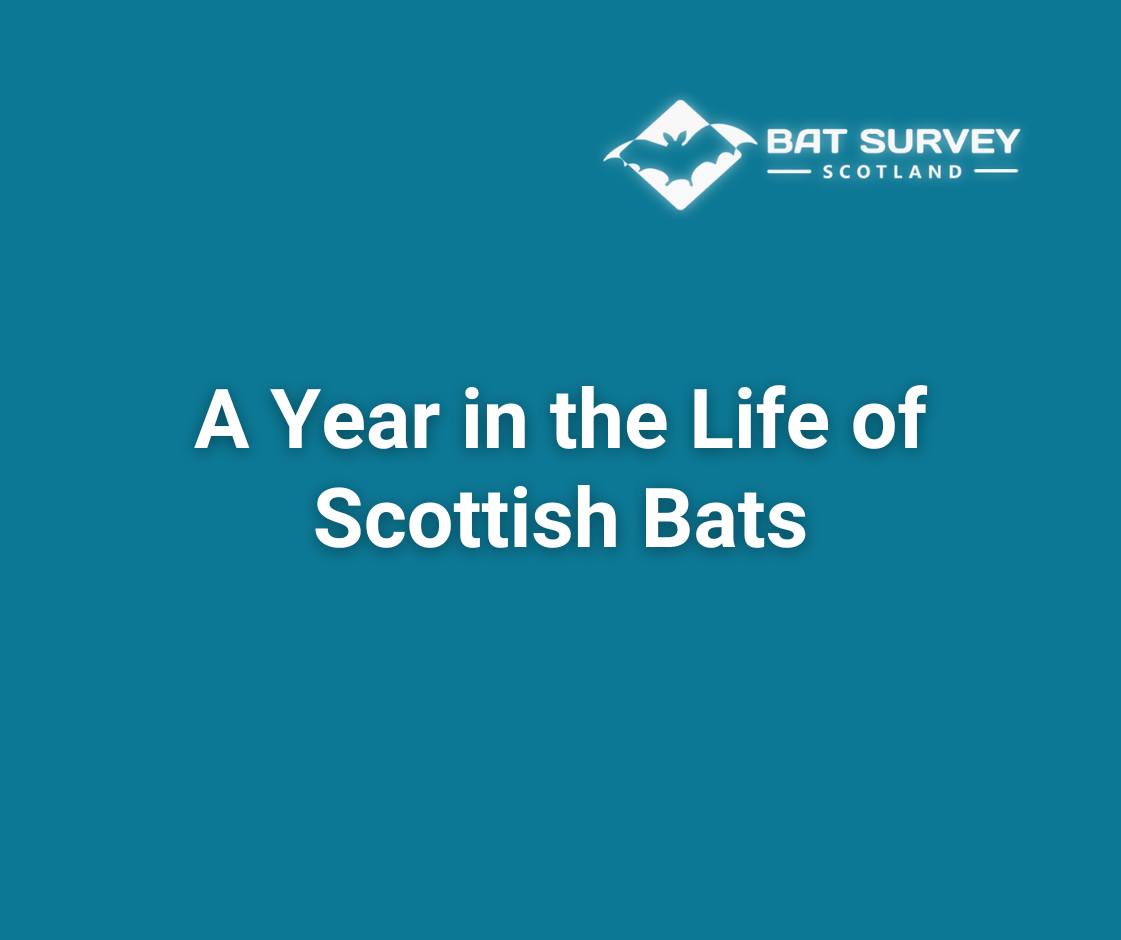 Scottish Bat Life cycles