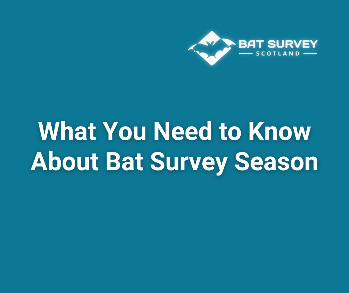 What You Need To Know About Bat Survey Season