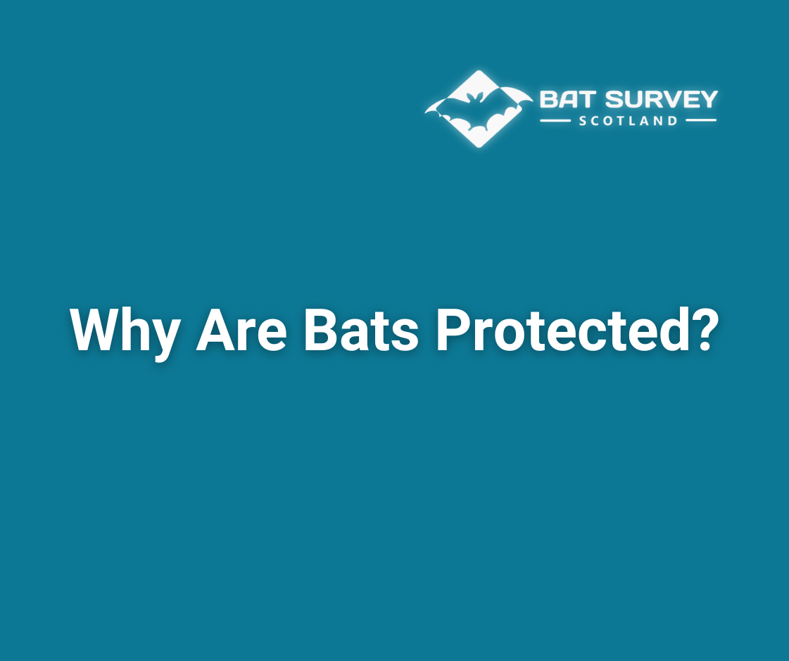 Why Are Bats Protected?