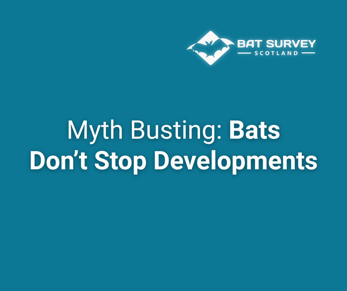 Myth Busting: Bats Don’t Stop Developments