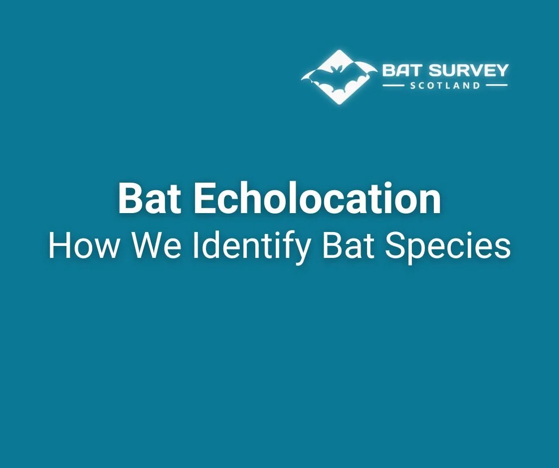 Bat Echolocation: How We Identify Bat Species
