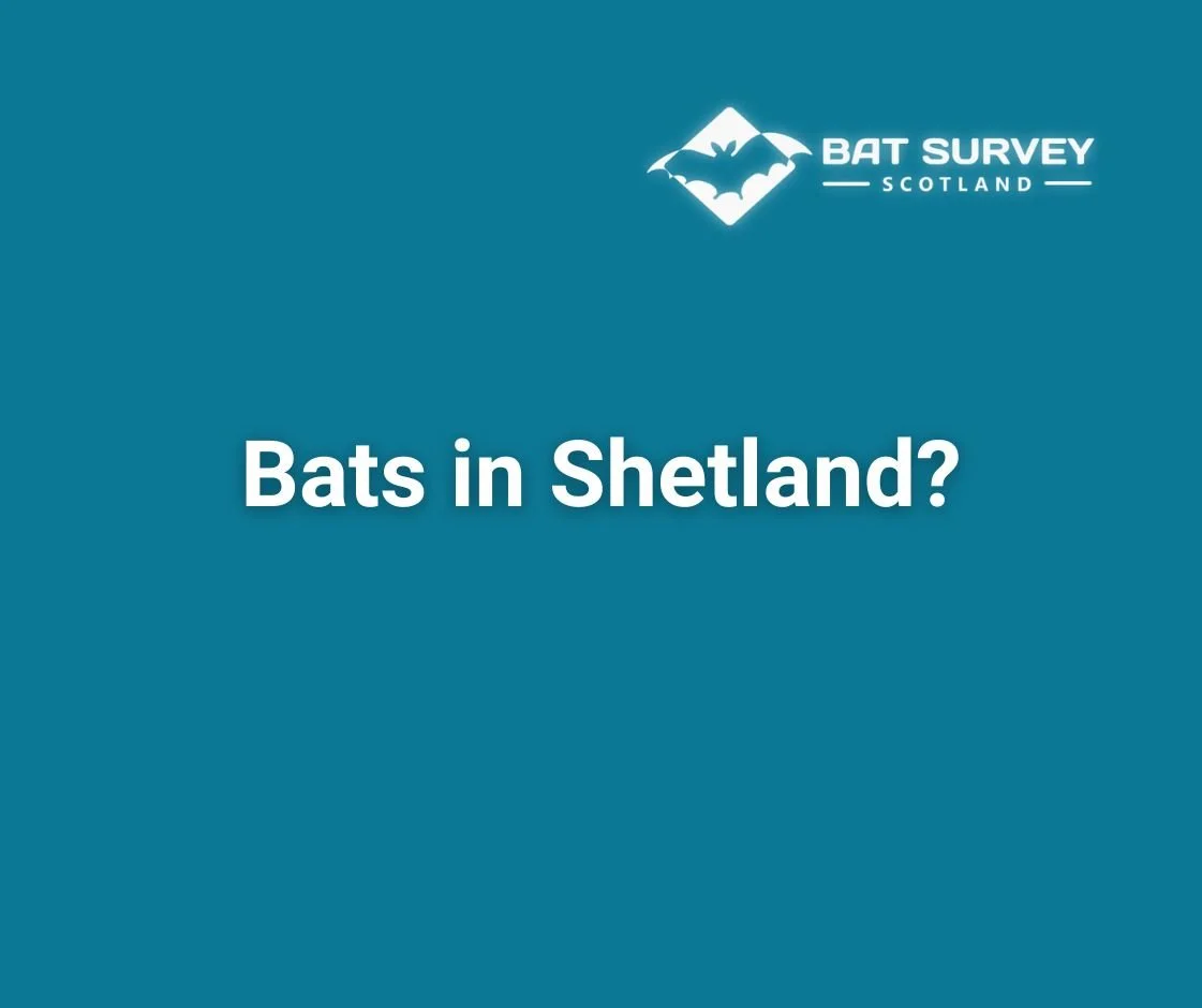 Bats in Shetland?