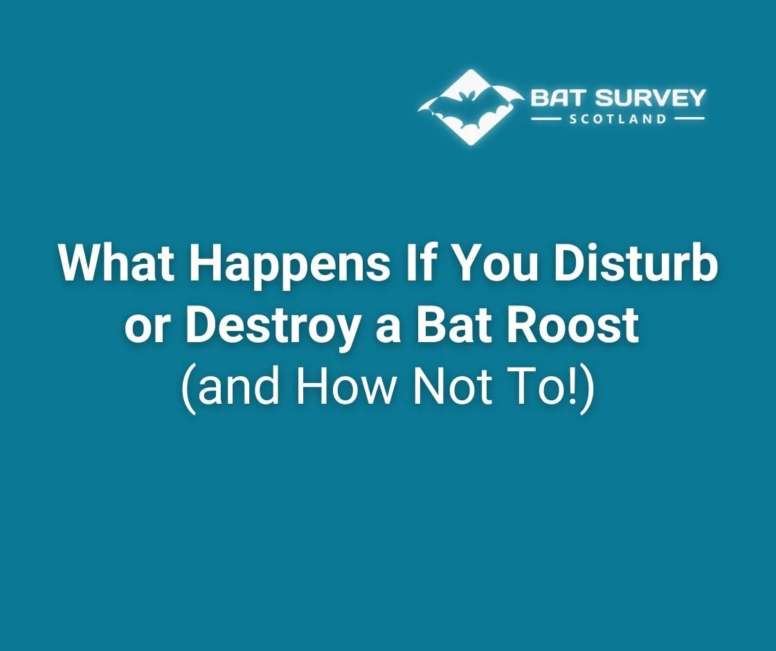 What Happens If You Disturb or Destroy a Bat Roost (and How Not To!)