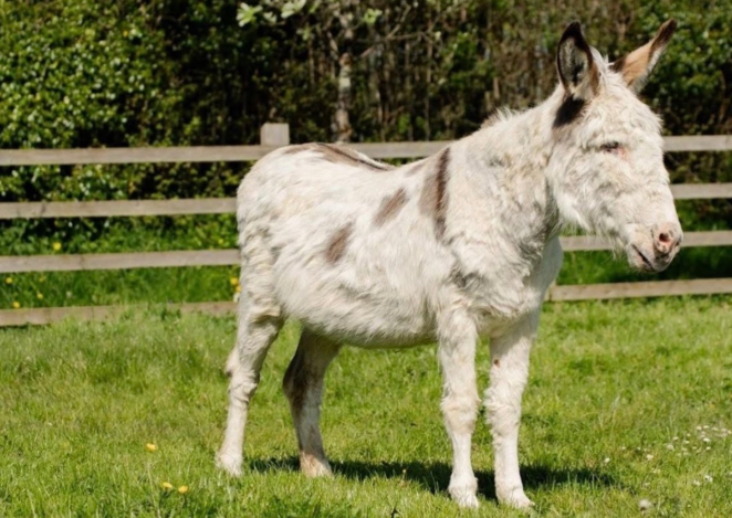 Team LSH supports Walter The Donkey