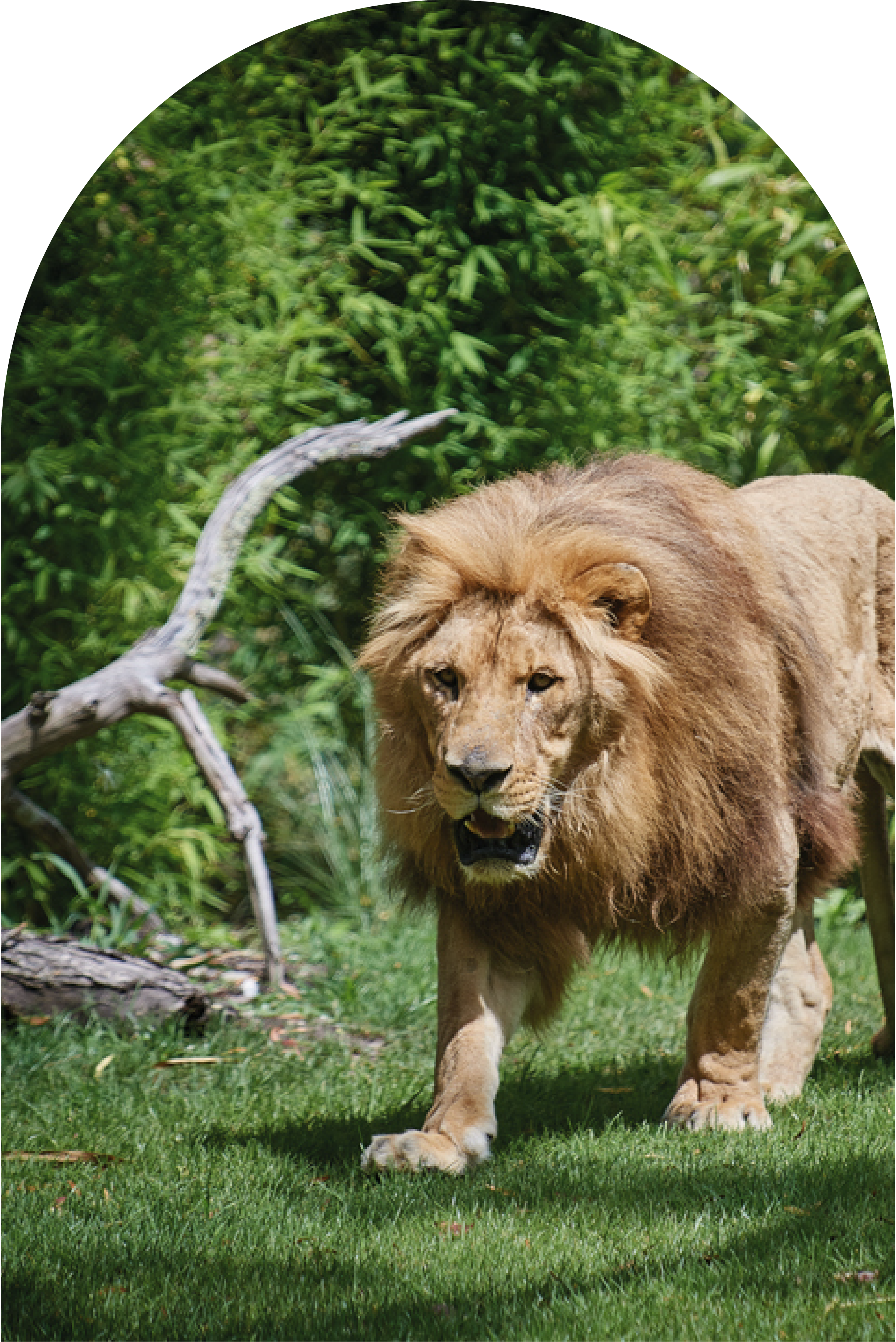 incontournable_zoo_la_fleche.png