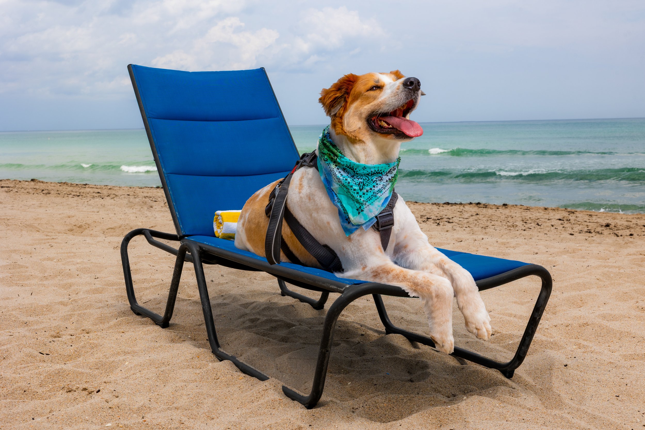 A happy dog wearing a blue bandana, lounging on a blue beach chair on sandy shore with ocean and cloudy sky in the background.