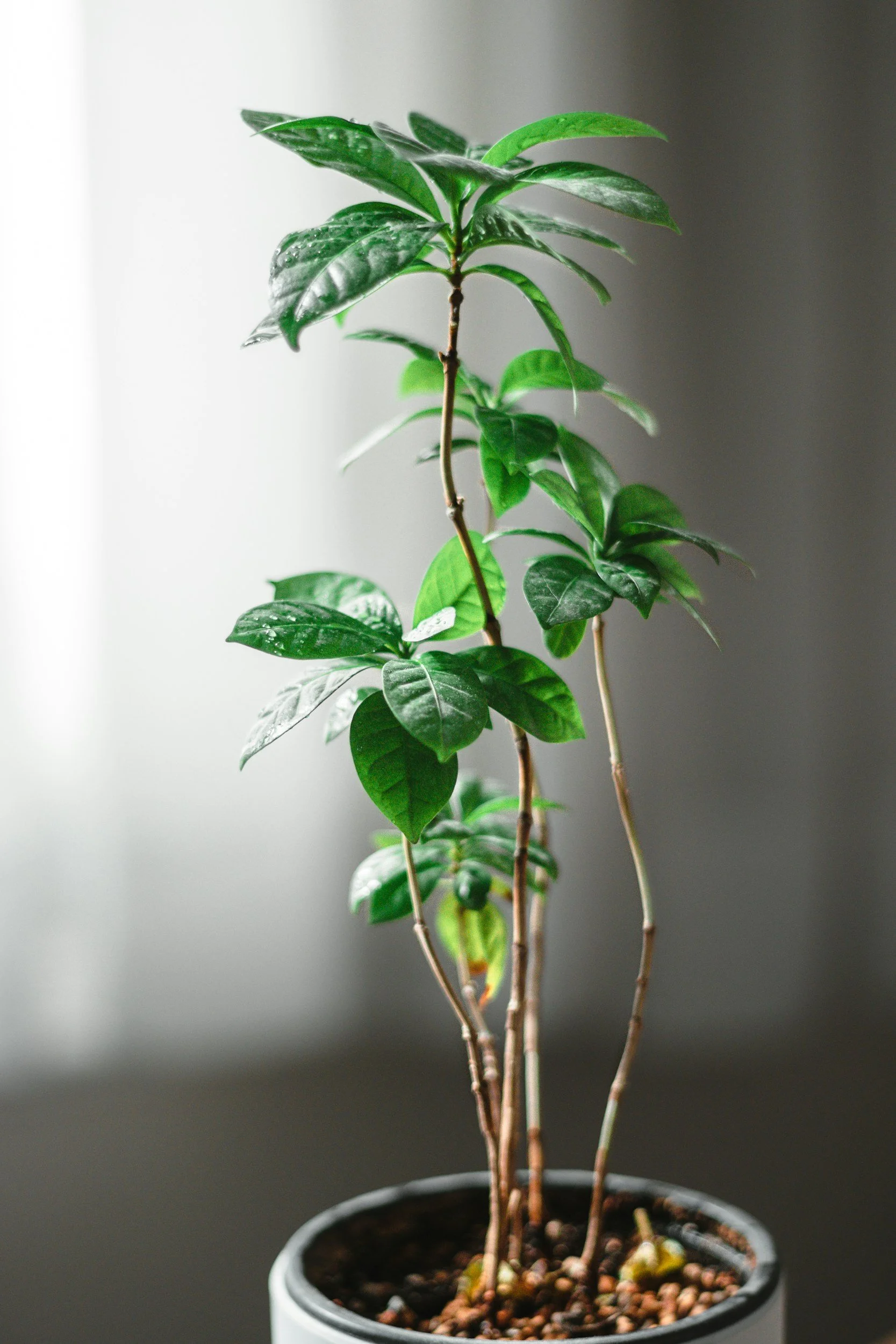 A thriving plant, representing the growth that happens in body image therapy in Cherry Hill, NJ.