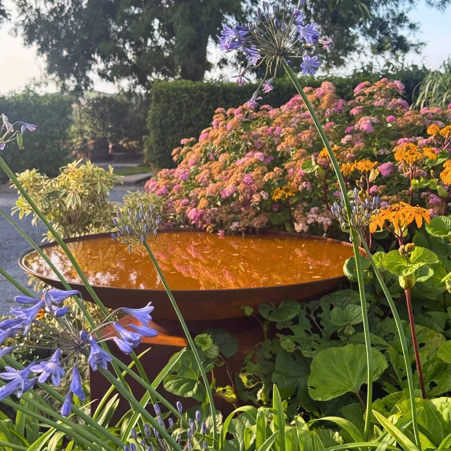 ⁠Corten steel water bowl filled with water acting as a bird bath among pink and yellow flowers.⁠