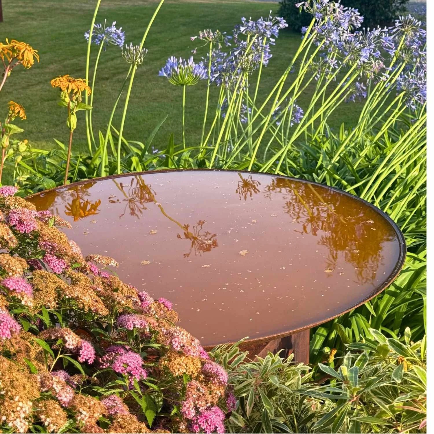 High-angle view showing reflections in a water-filled corten steel bowl in a cottage garden.⁠
