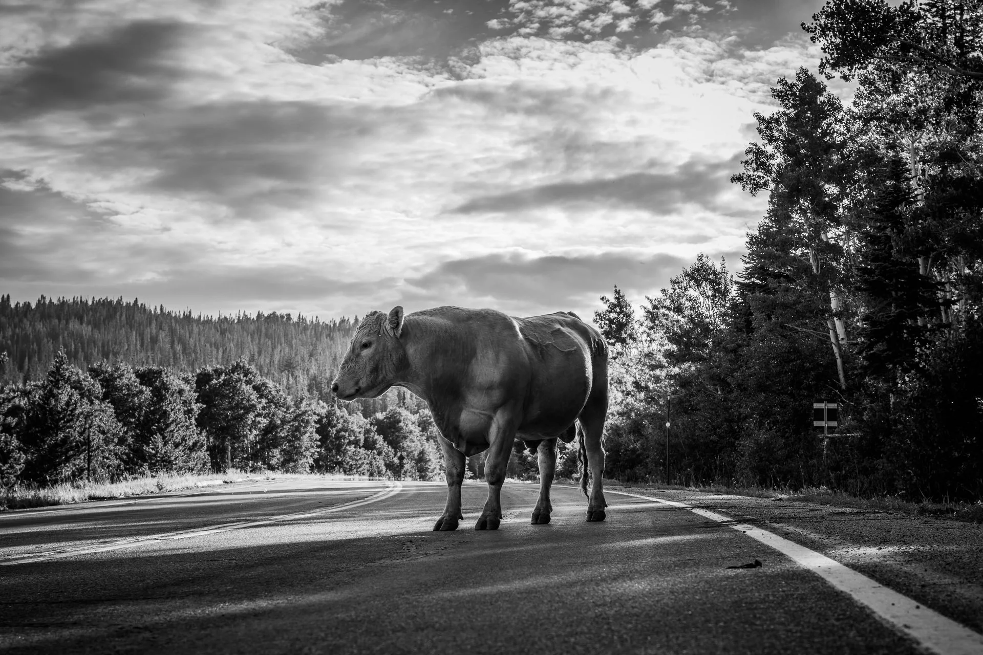 'Roadblock' © Quinn Johnston
