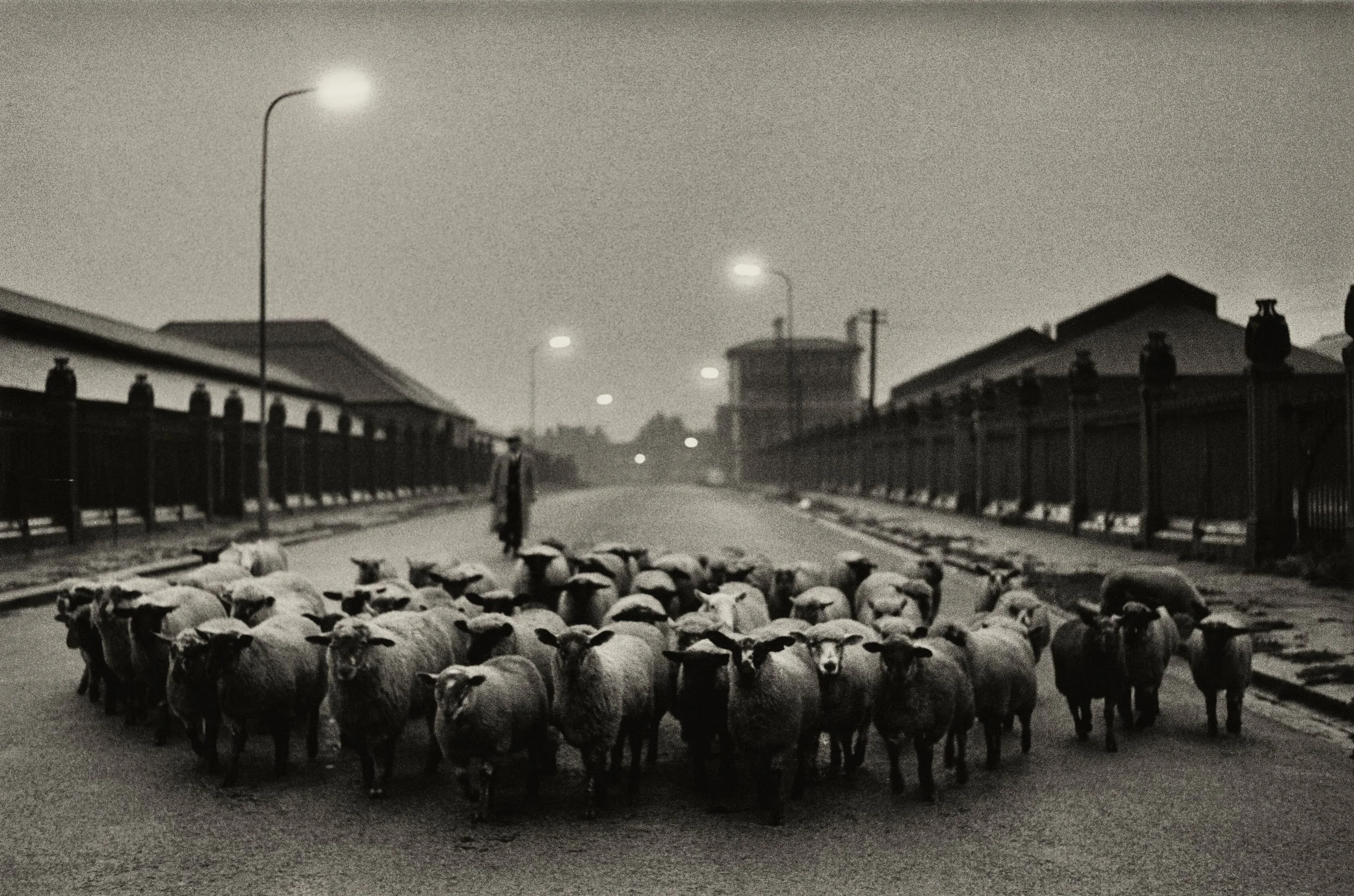 Sheep Going to Slaughter, Early Morning Near the Caledonian Road, London, 1965 © Don McCullin. Courtesy the artist and Hauser & Wirth