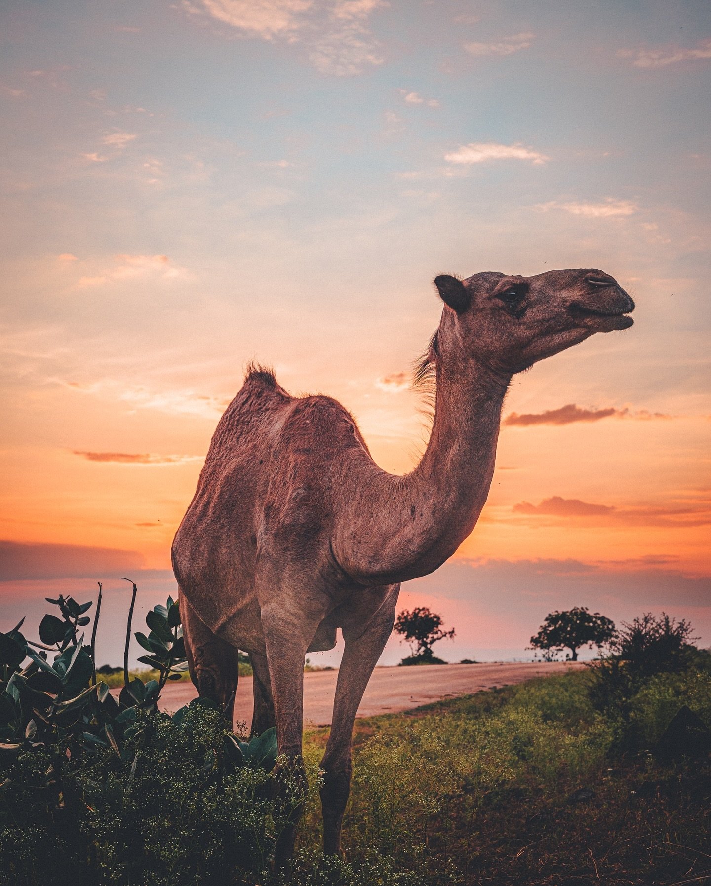 🐪 Faire une s&eacute;rie sur les dromadaires &agrave; Oman, c&rsquo;est un peu comme photographier les vaches en Normandie!😅 Mais avec plus de flow! ☺️ 

On les croise partout, ce qui permet de cr&eacute;er de magnifiques compositions photo. Je me 