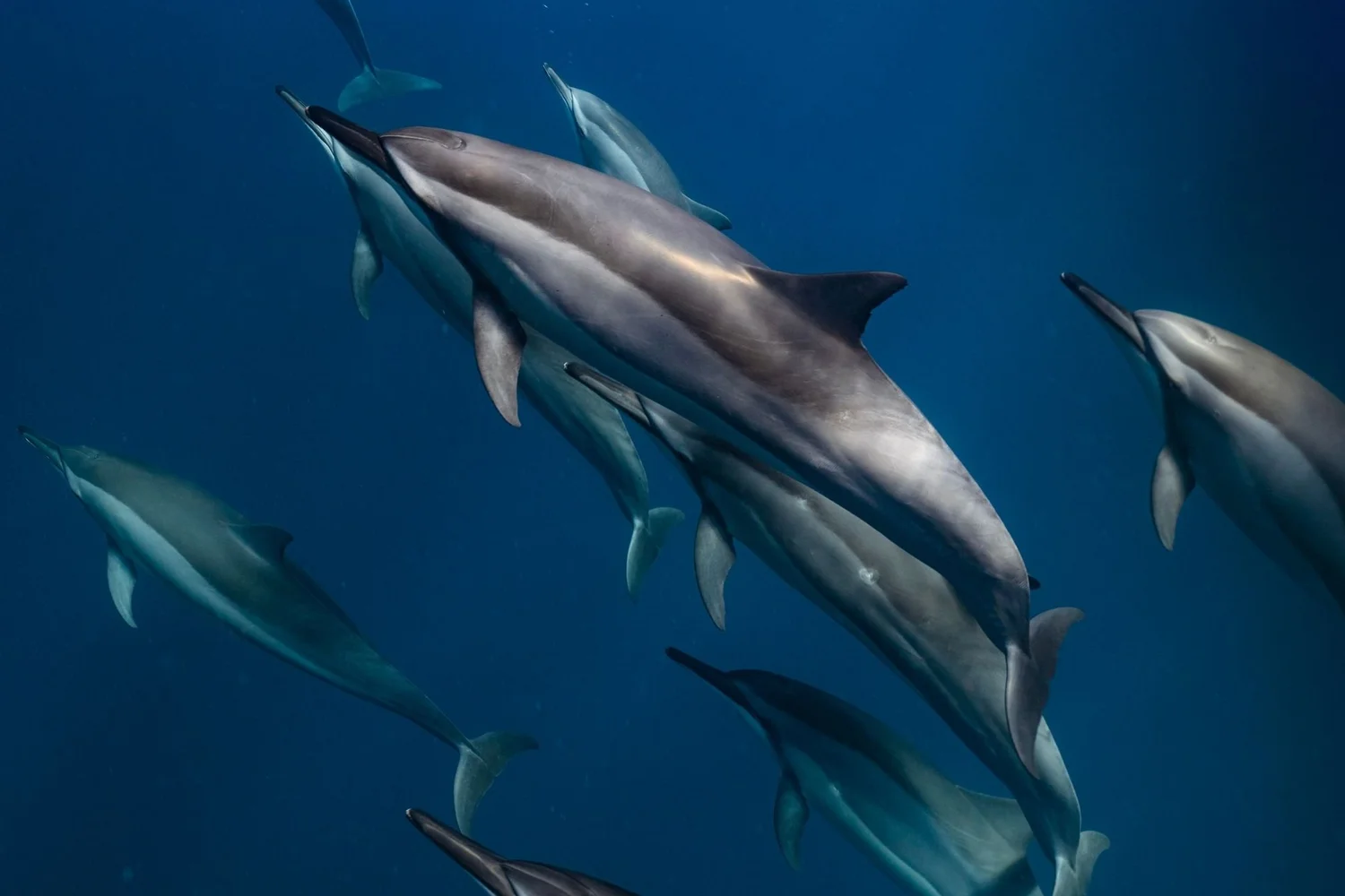 Observer et Nager avec les Dauphins en France: Tous Les Spots!🐬