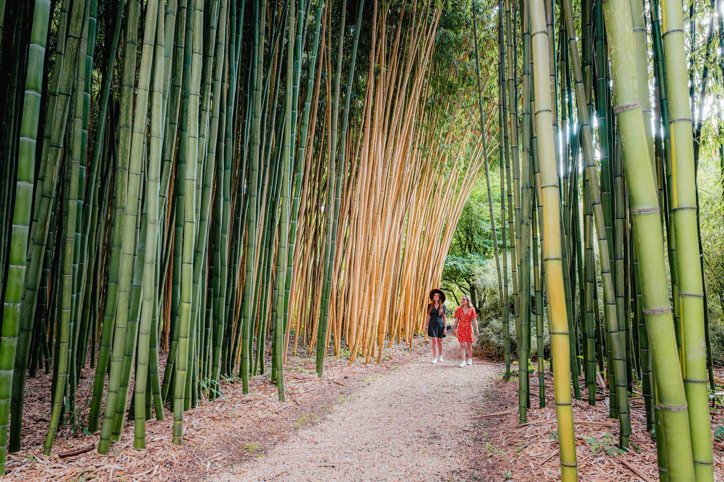 Jardin des Bambous de Planbuisson