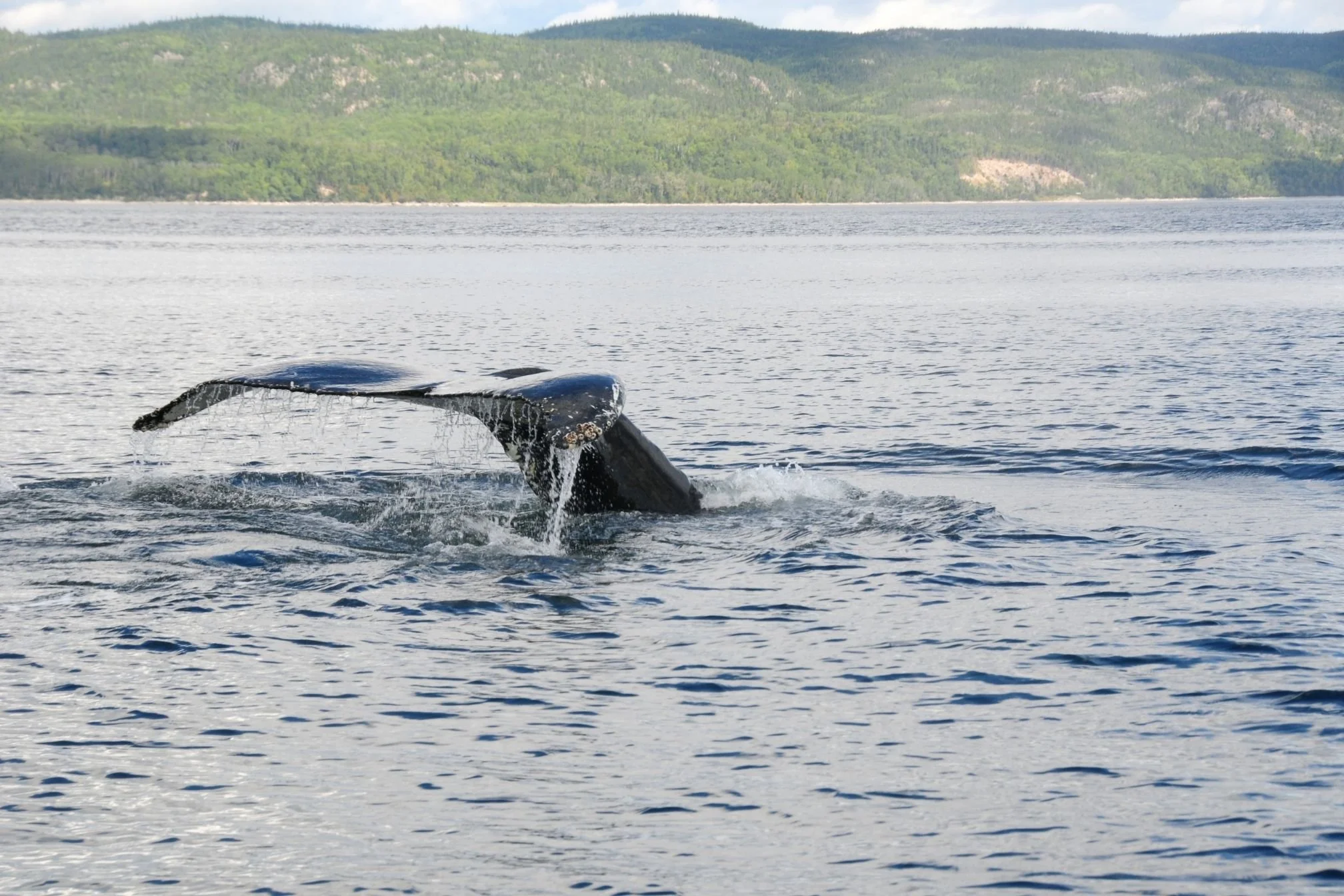 Guide ultime pour voir les baleines au Québec