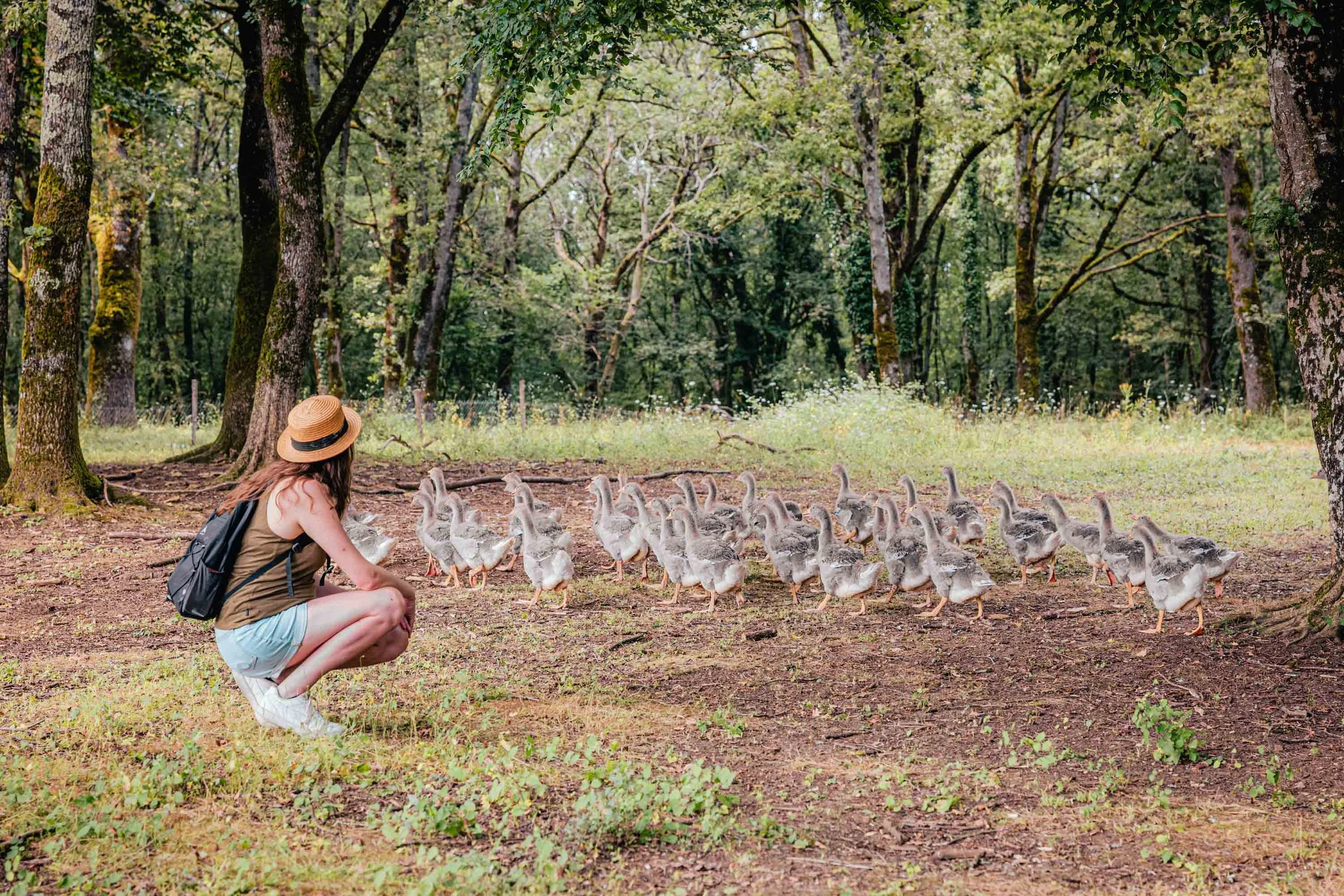 Foie gras du Périgord
