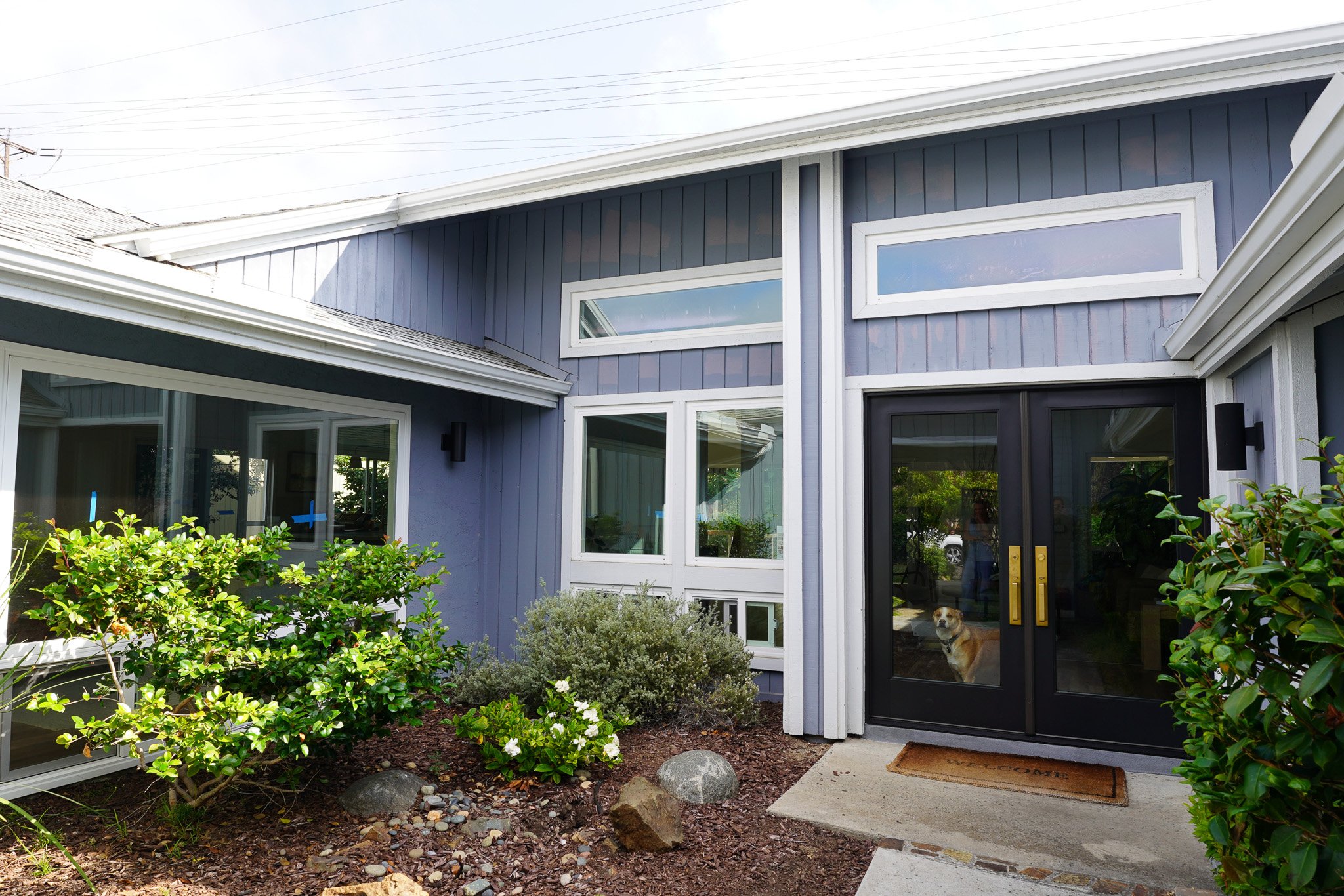 The image shows the exterior of a modern house with a blue and white facade, multiple rectangular windows, and a front door with a dog peeking inside. There are green bushes and plants near the entrance, and a small stone garden area with rocks and soil.
