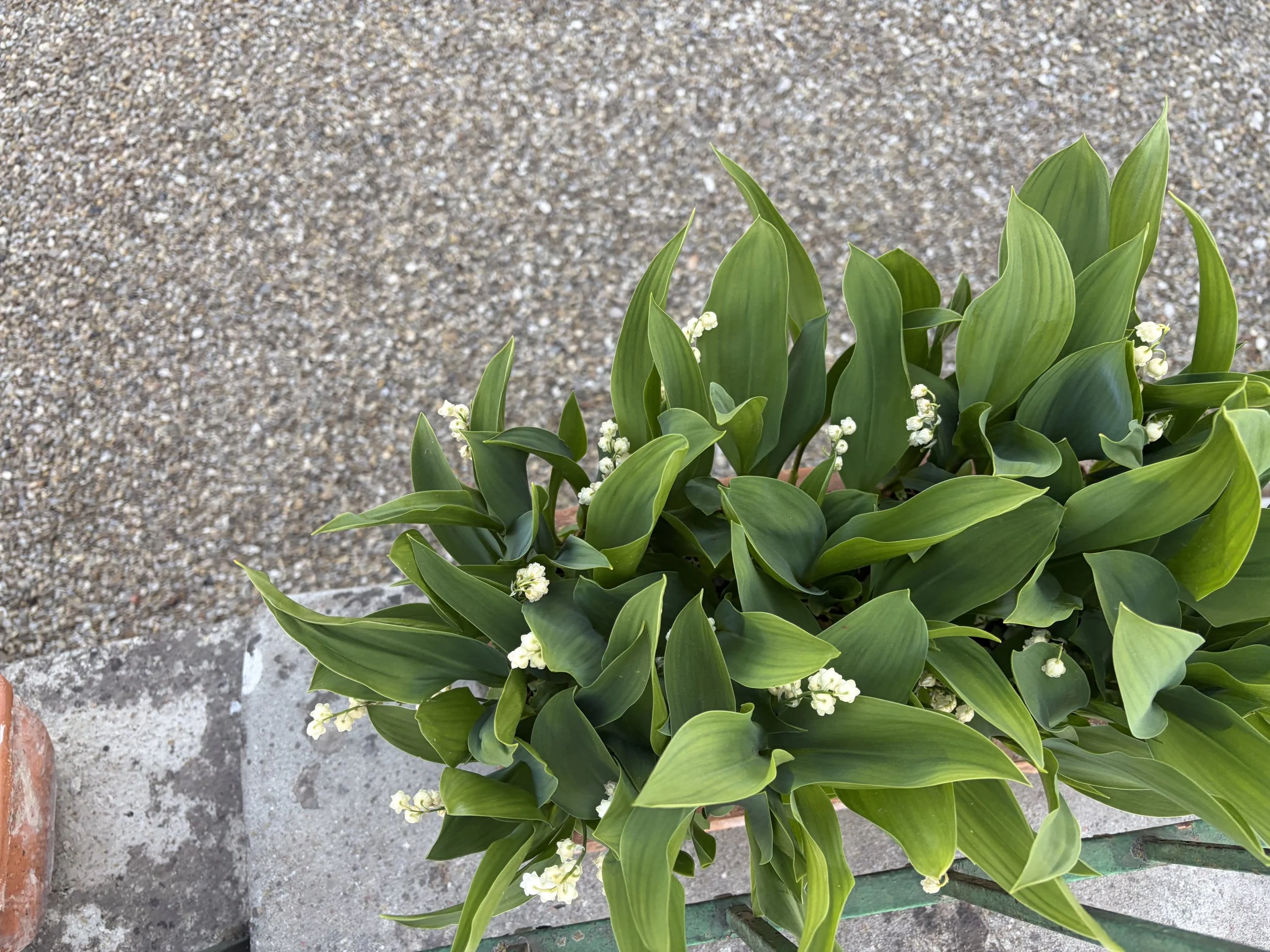 Irises, Lilies and Figs