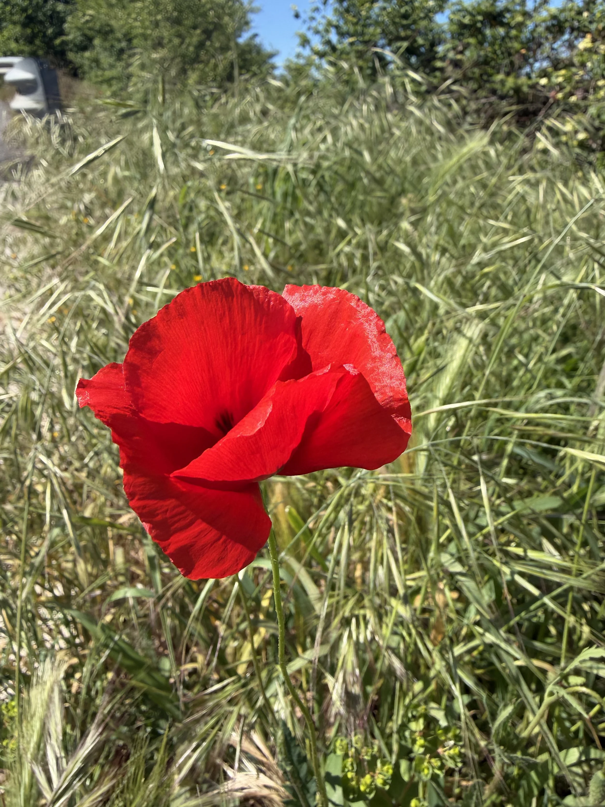 On The Road To Montefioralle