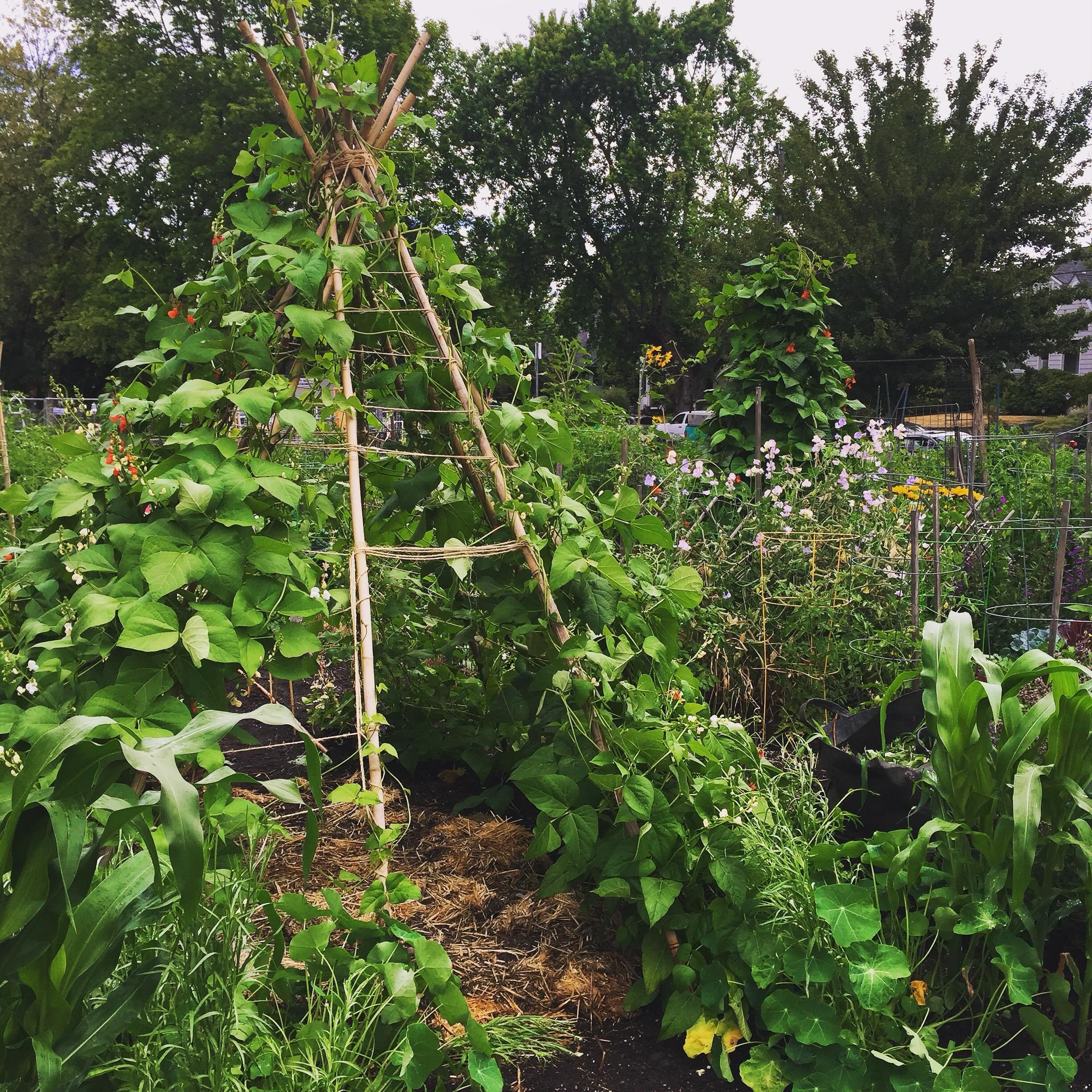 They told me it was time to grow up so I started building runner bean tipis. 

P.S. Did you know runner bean flowers are one of the most stunning and tasty edible flowers around? So fun to top  savory dishes ❤️🤍. 

#edibleflowers #runnerbeanteepee #