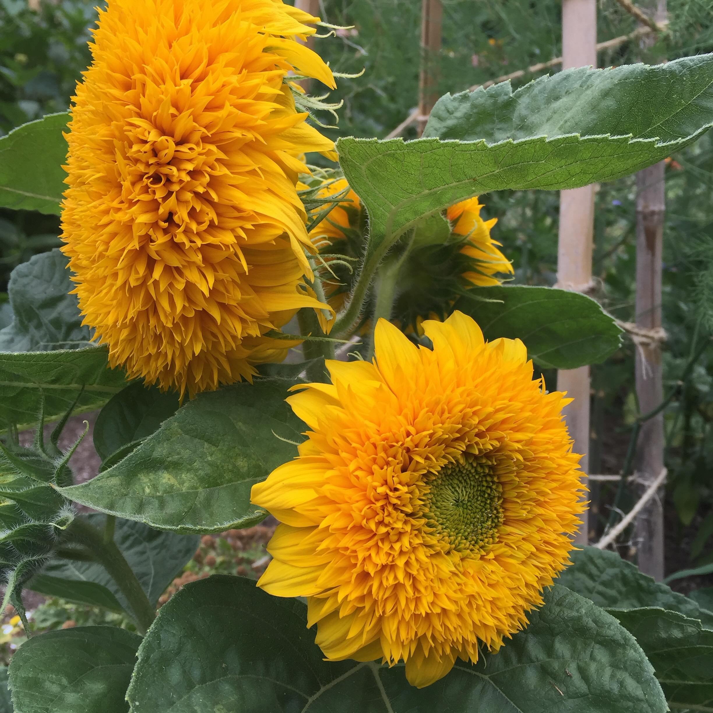🌻🌻🌻 Finally warming up enough here to think about planting sunflowers! Goldy Double has fully double blooms which are like a fluffy, sunny, teddybear, and they make the most luscious bouquets. #goldydoublesunflower