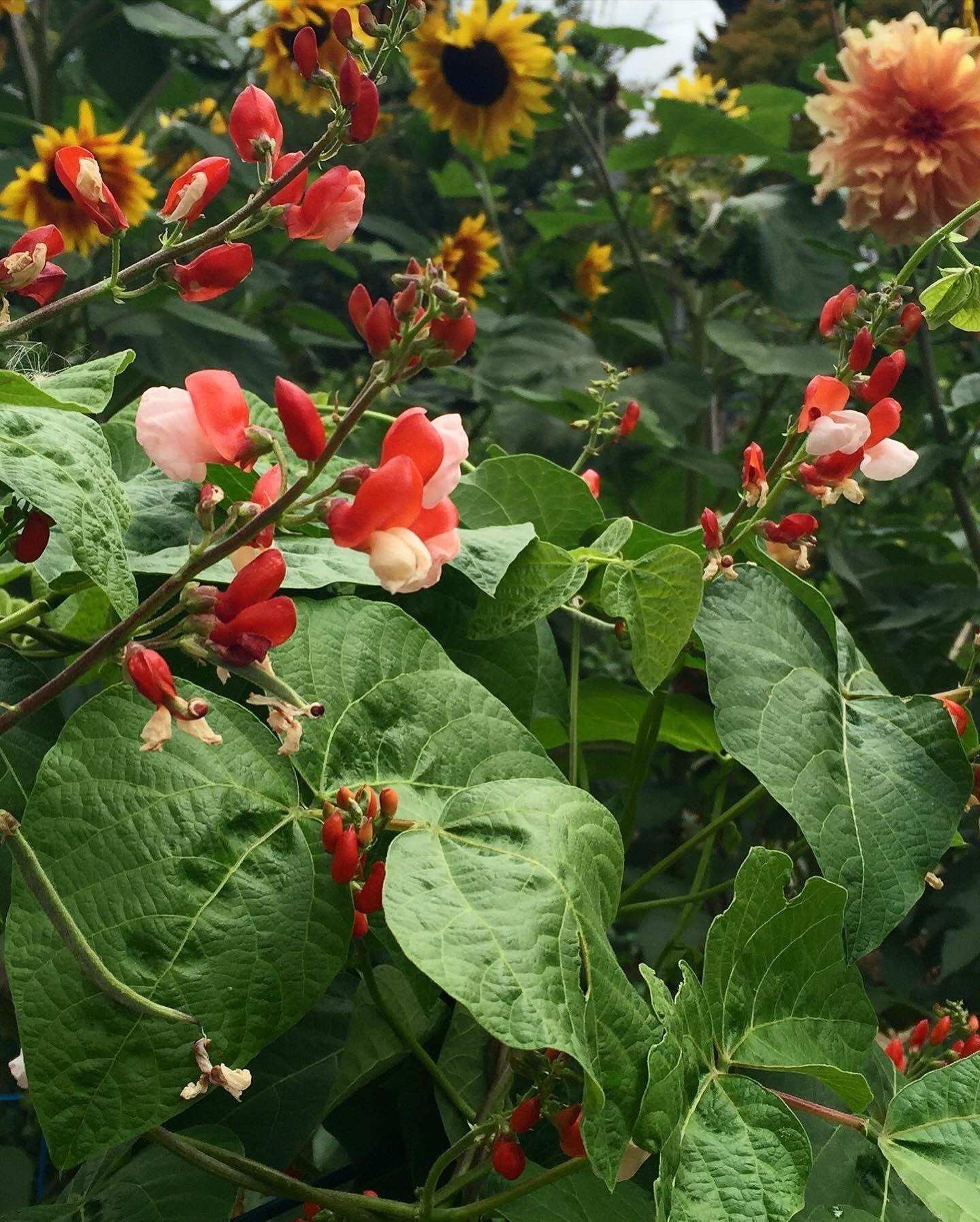 It&rsquo;s time! For many of us it is now time or will be shortly to direct sow many heat-loving plants such as corn, beans, squash, cucumbers, sunflowers, zinnias, sunflowers, cosmos, etc. 

Pictured here, the indispensable Scarlett runner bean! The
