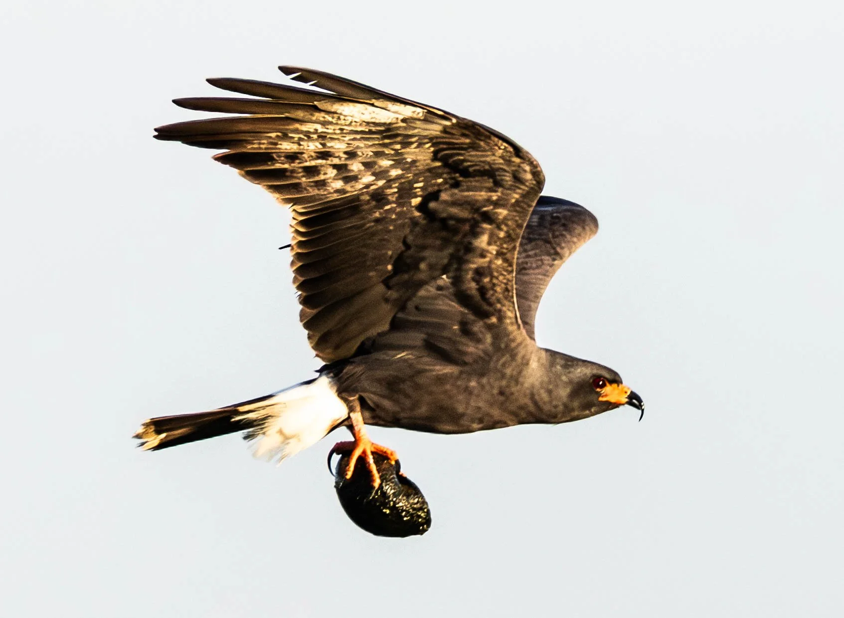 _M2A0411-Enhanced-NR - Copy.jpg