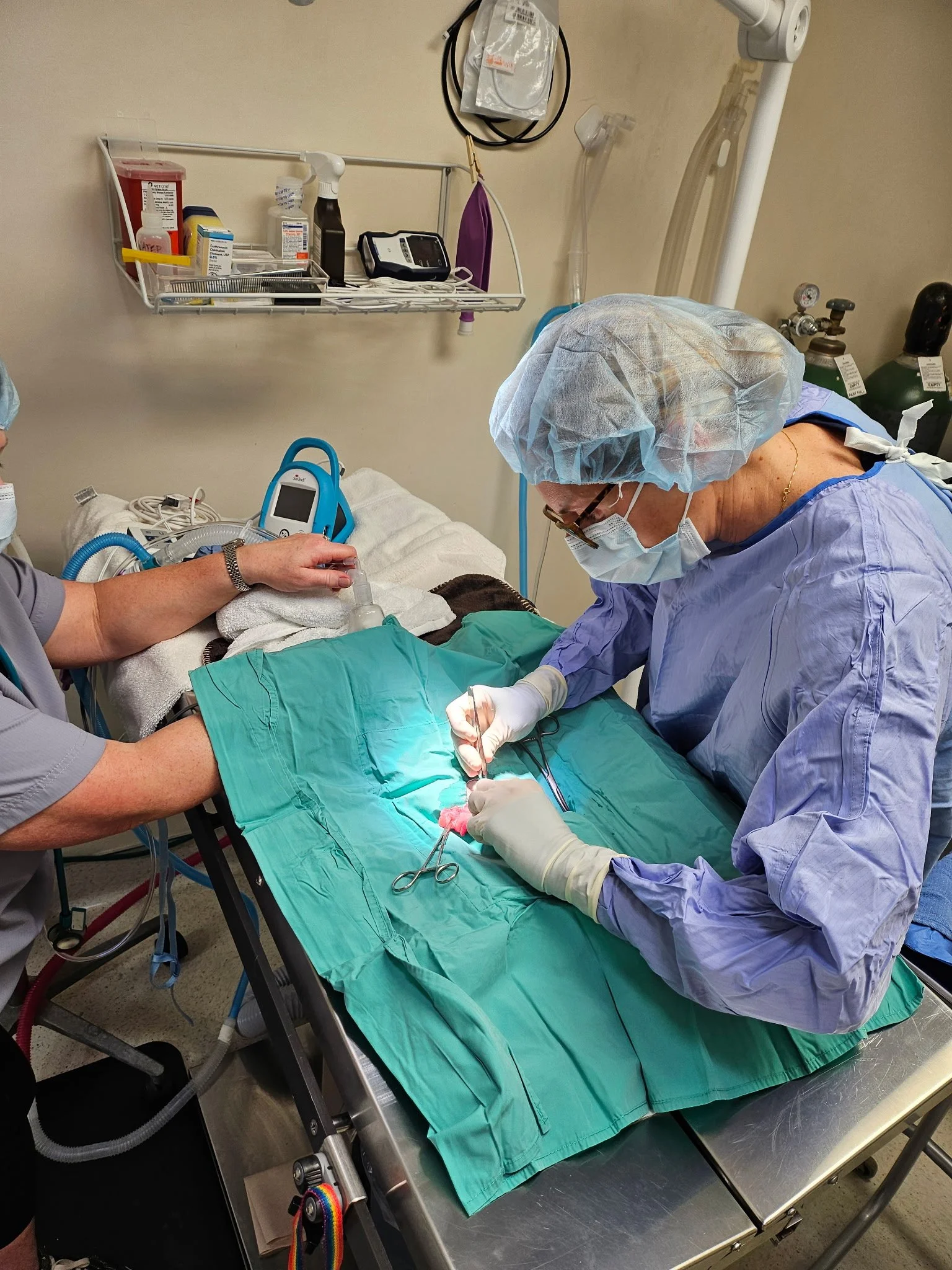 Dr. Sinai in the surgery suite performing a rabbit spay