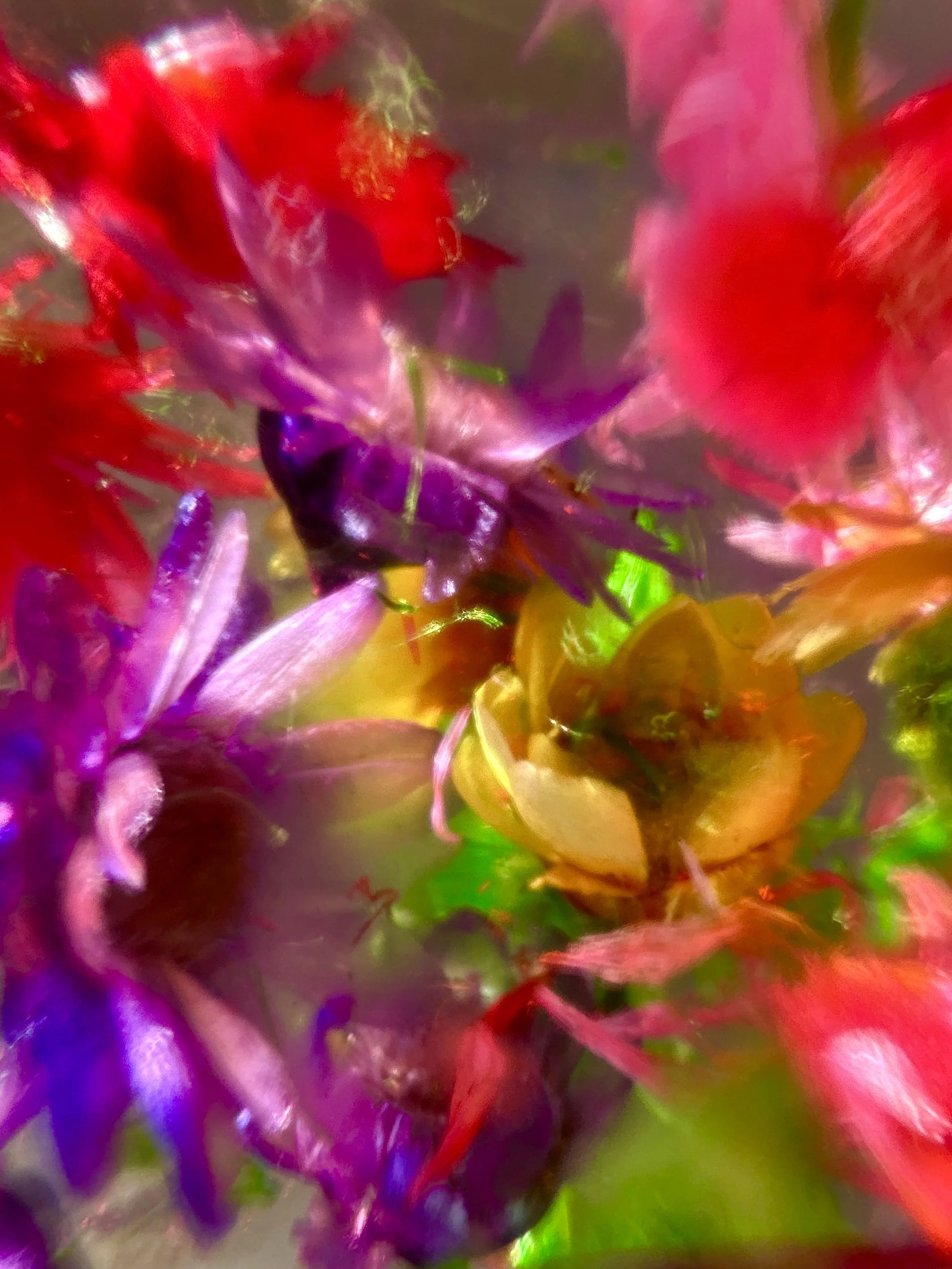 Bloom from Flowers of Wild Youth