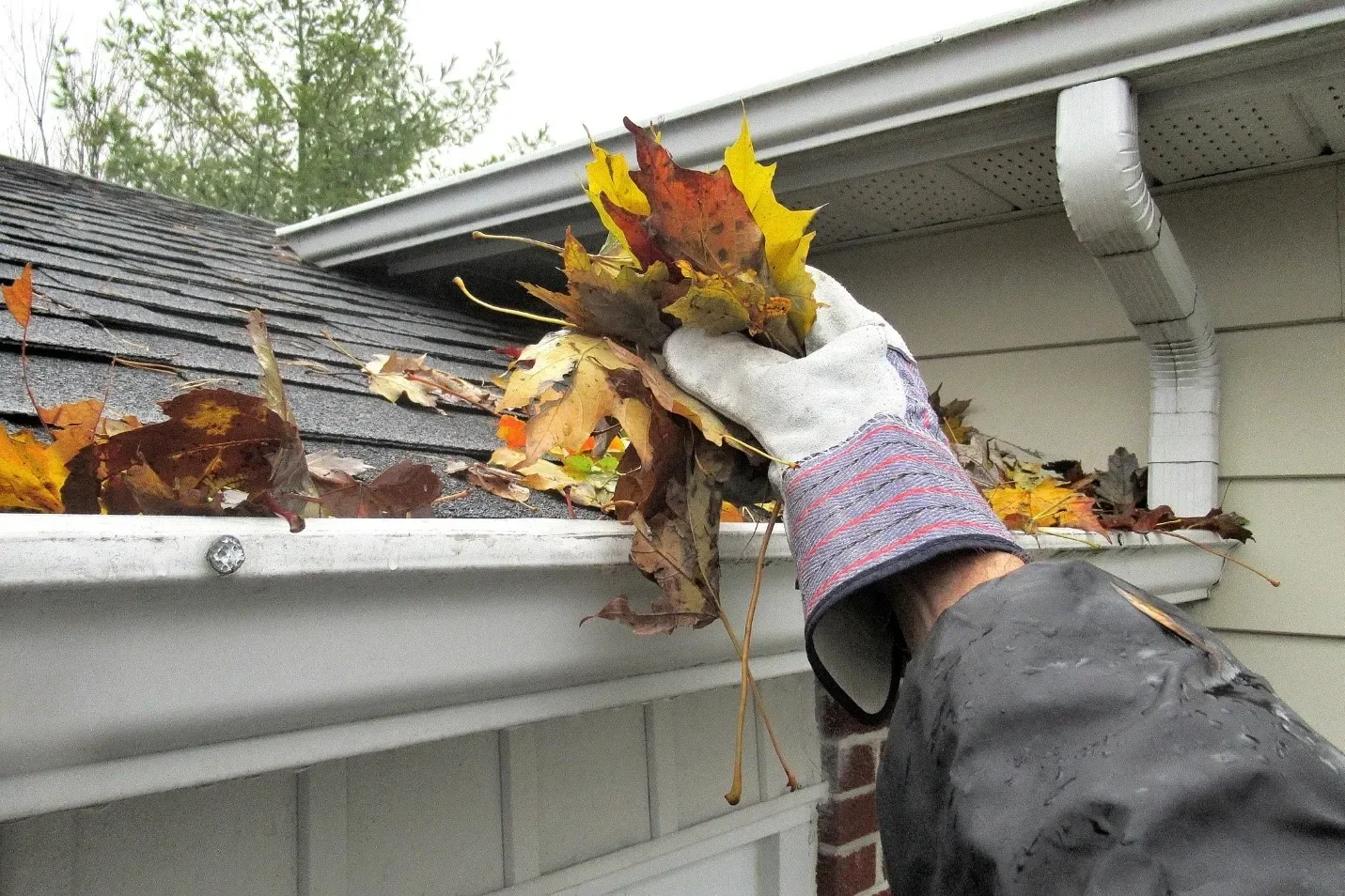 Person wearing a glove collecting fallen autumn leaves from the roof gutter.