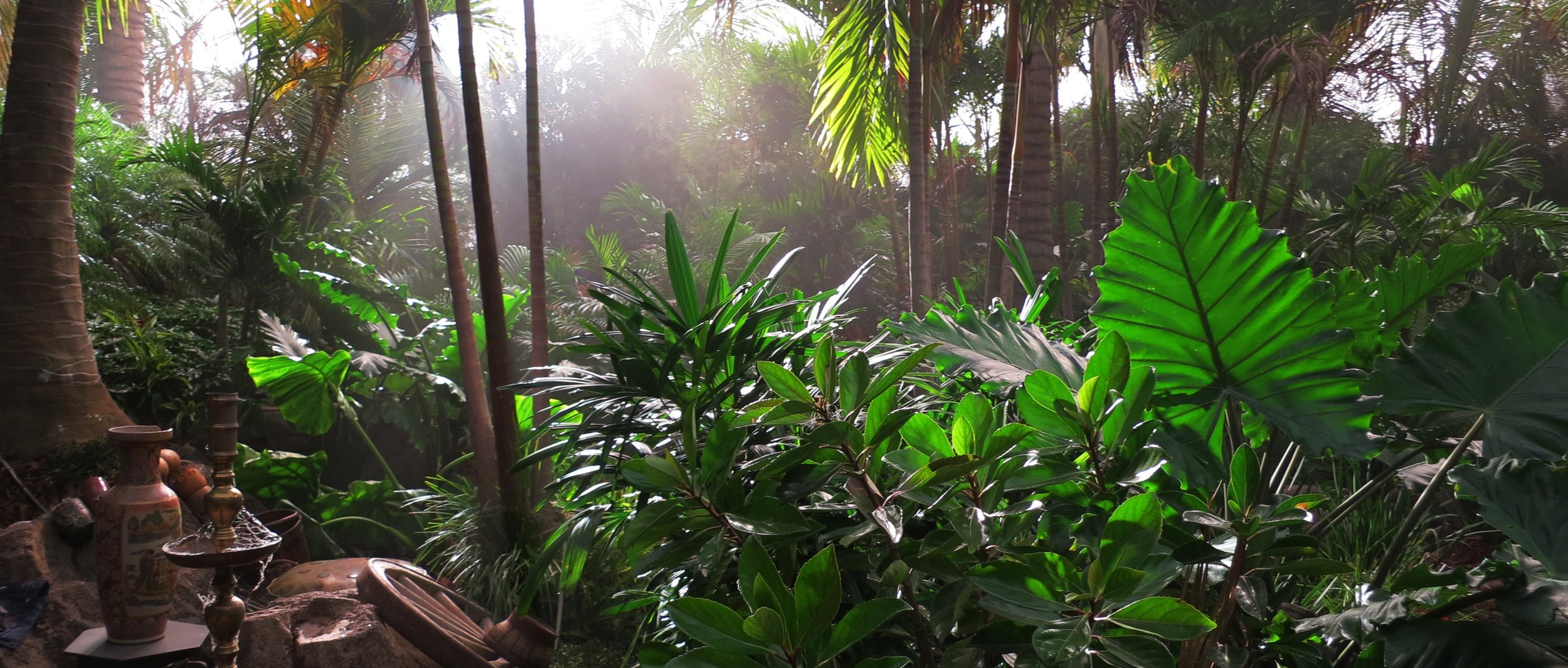 Jungle