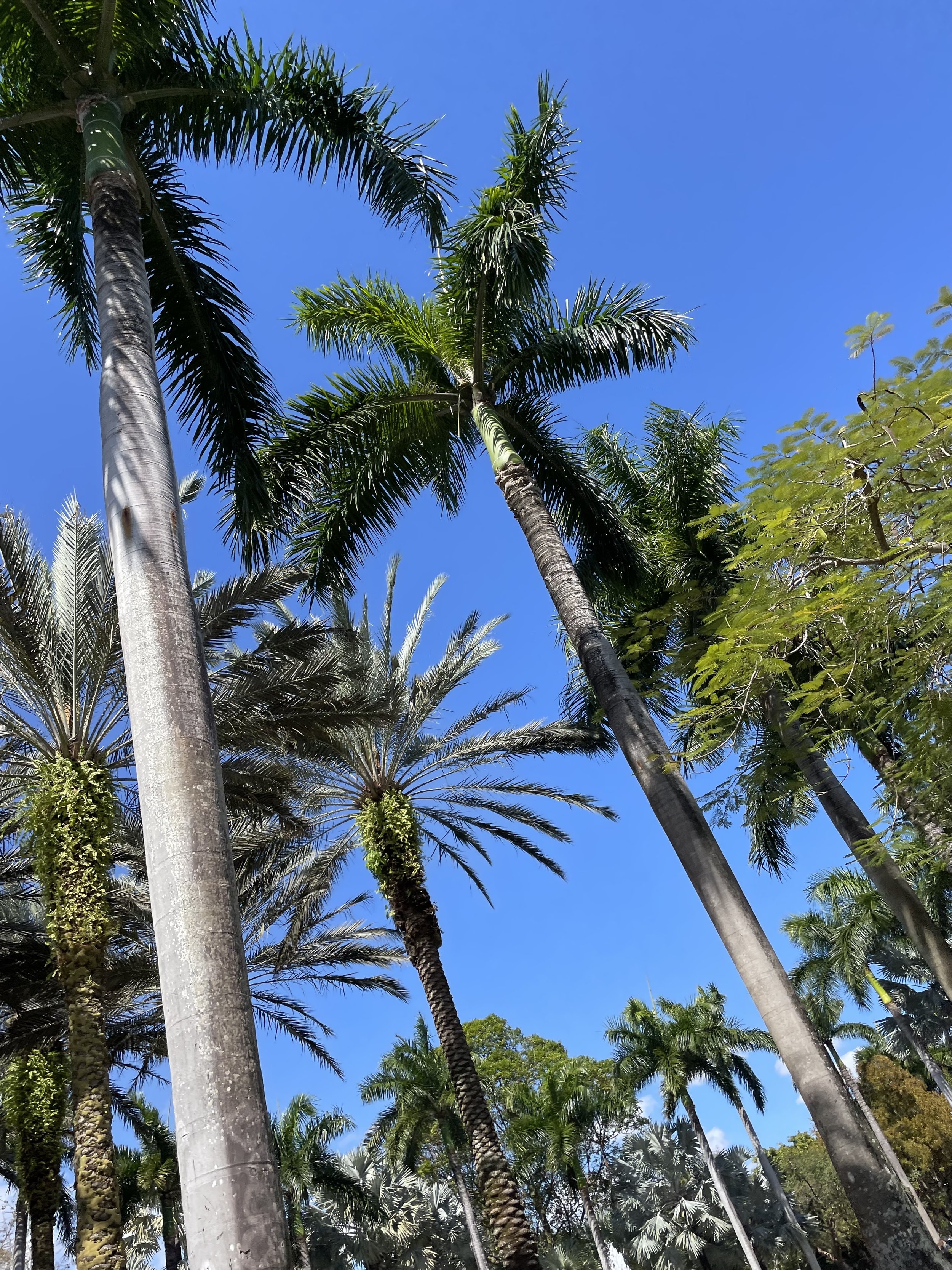Palm Trees on Campus